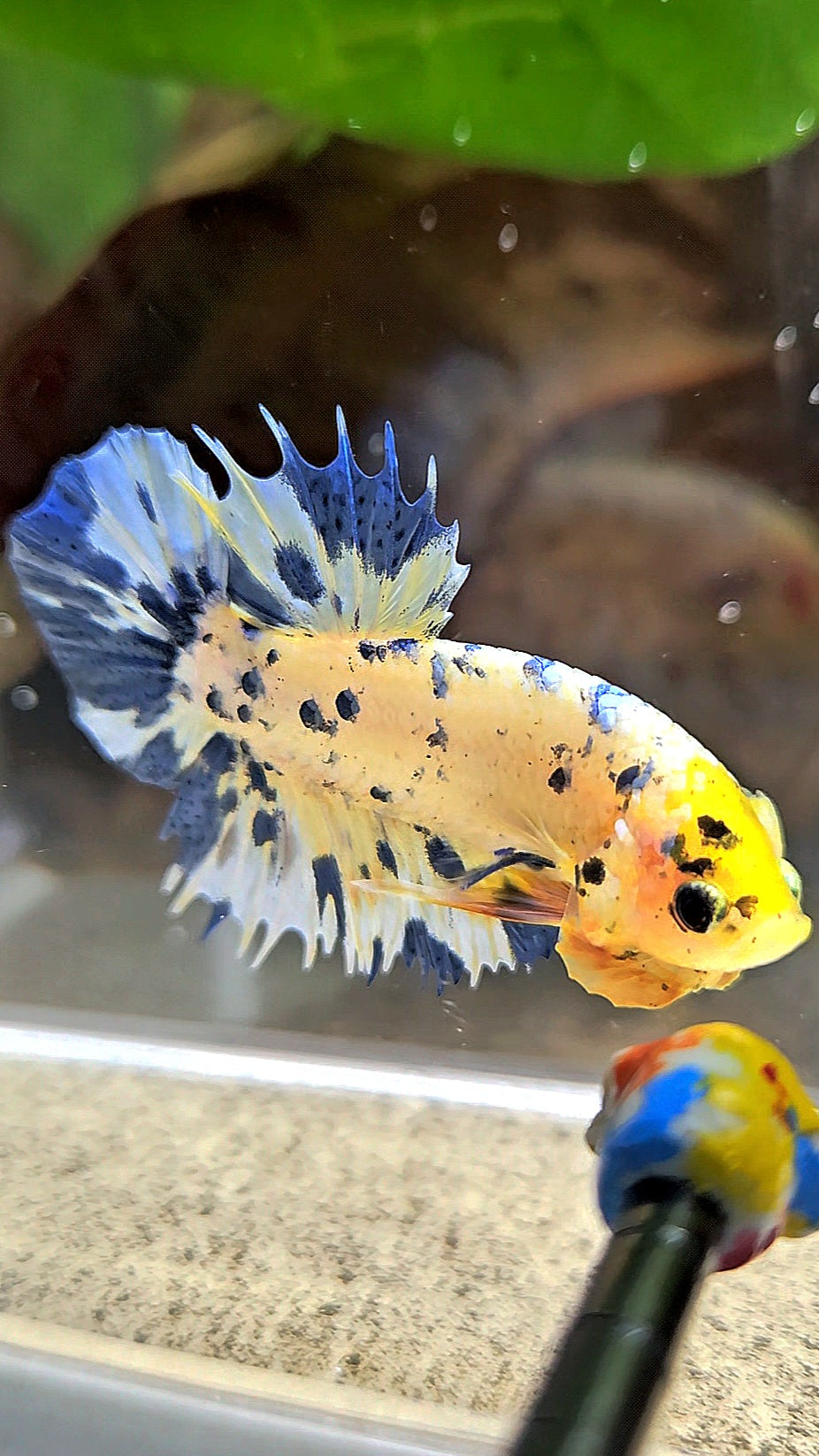 LUXURY CROWNTAIL PLAKAT YELLOW HEAD BLUE DOTS MARBLE MULTICOLOR BETTA FISH