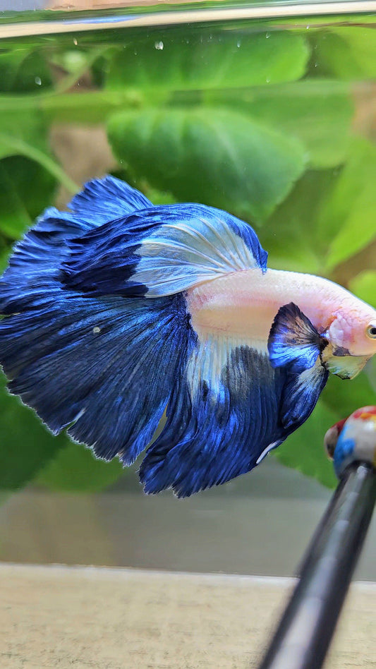 HALFMOON ROSETAIL BLUE RIM PATTERN BETTA FISH