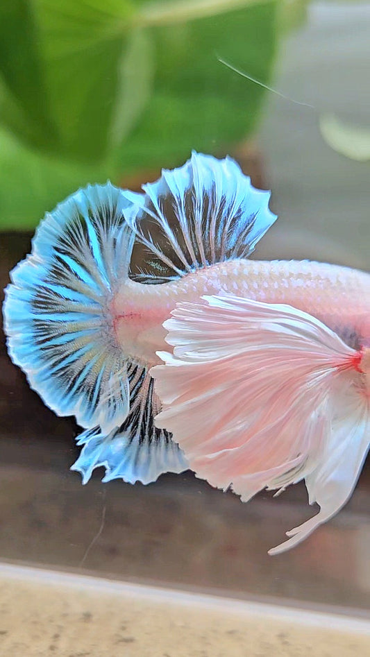 PLAKAT SUPER DUMBO EAR WHITE CELLOPHANE TRANSPARENT UNIQUE BETTA FISH