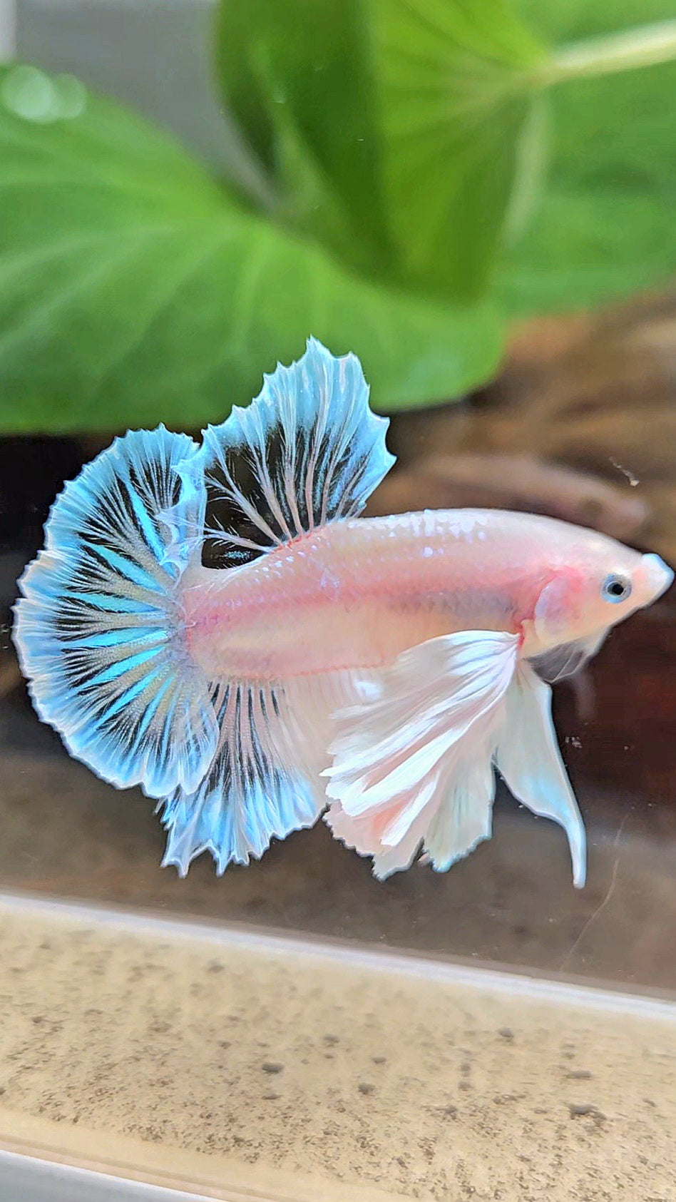 PLAKAT SUPER DUMBO EAR WHITE CELLOPHANE TRANSPARENT UNIQUE BETTA FISH