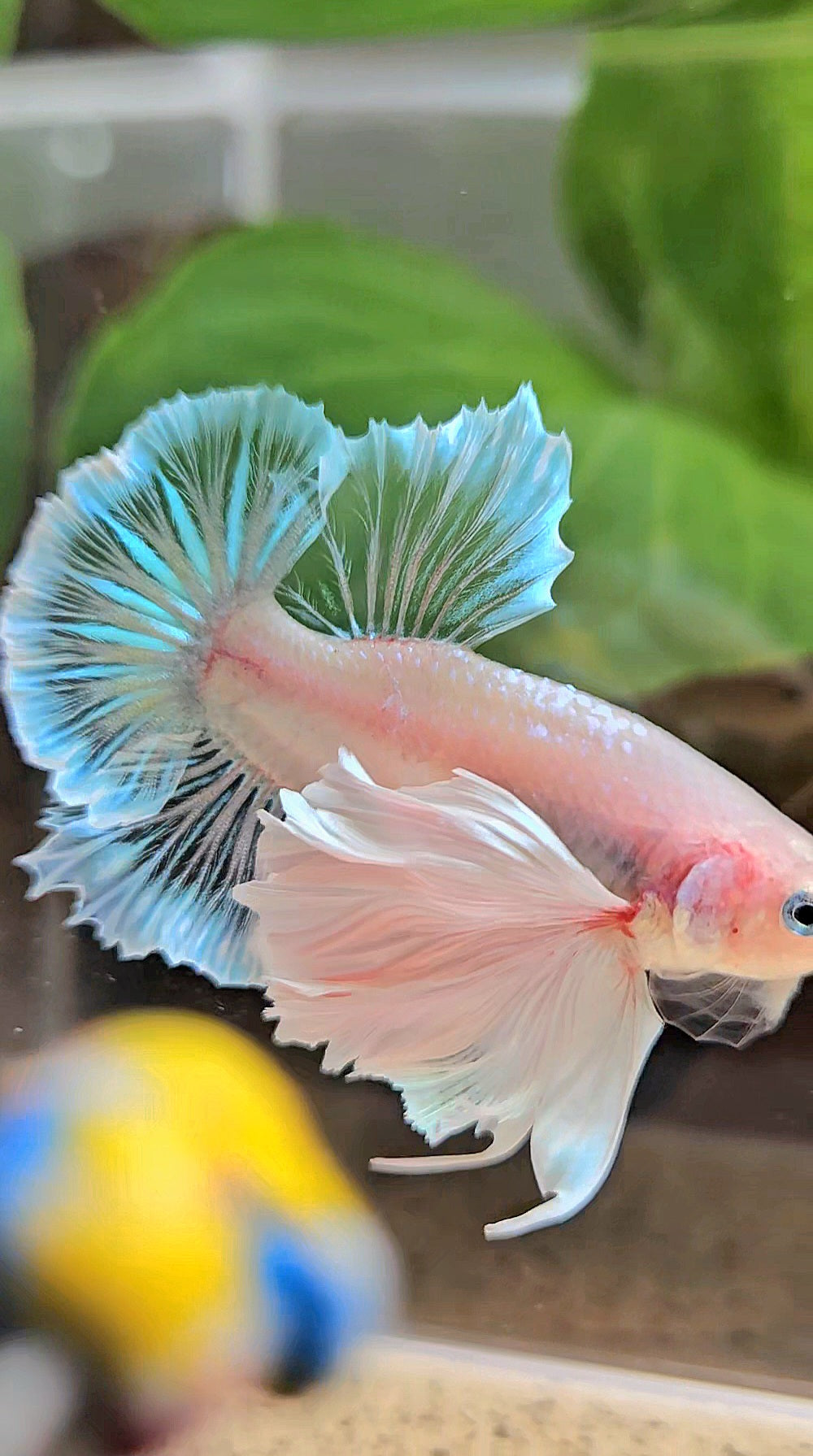 PLAKAT SUPER DUMBO EAR WHITE CELLOPHANE TRANSPARENT UNIQUE BETTA FISH