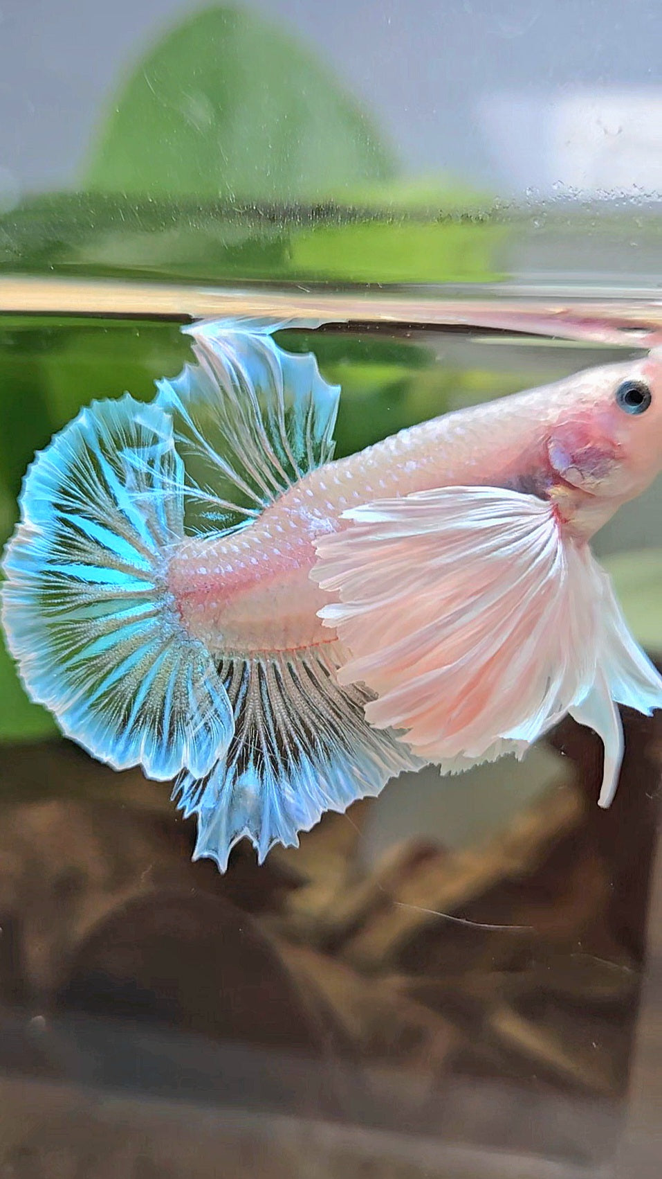 PLAKAT SUPER DUMBO EAR WHITE CELLOPHANE TRANSPARENT UNIQUE BETTA FISH