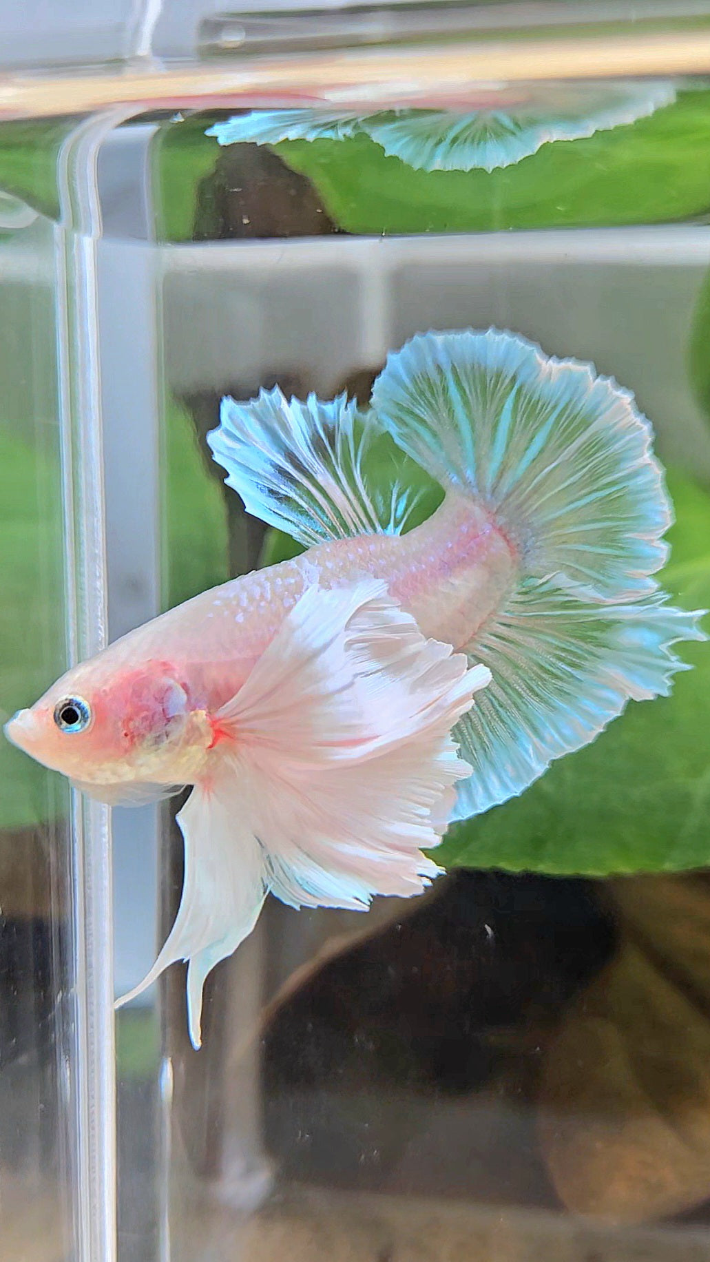 PLAKAT SUPER DUMBO EAR WHITE CELLOPHANE TRANSPARENT UNIQUE BETTA FISH