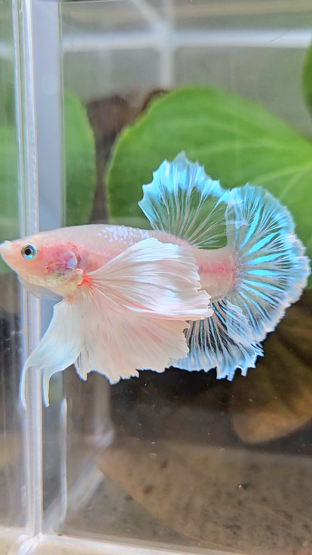 PLAKAT SUPER DUMBO EAR WHITE CELLOPHANE TRANSPARENT UNIQUE BETTA FISH