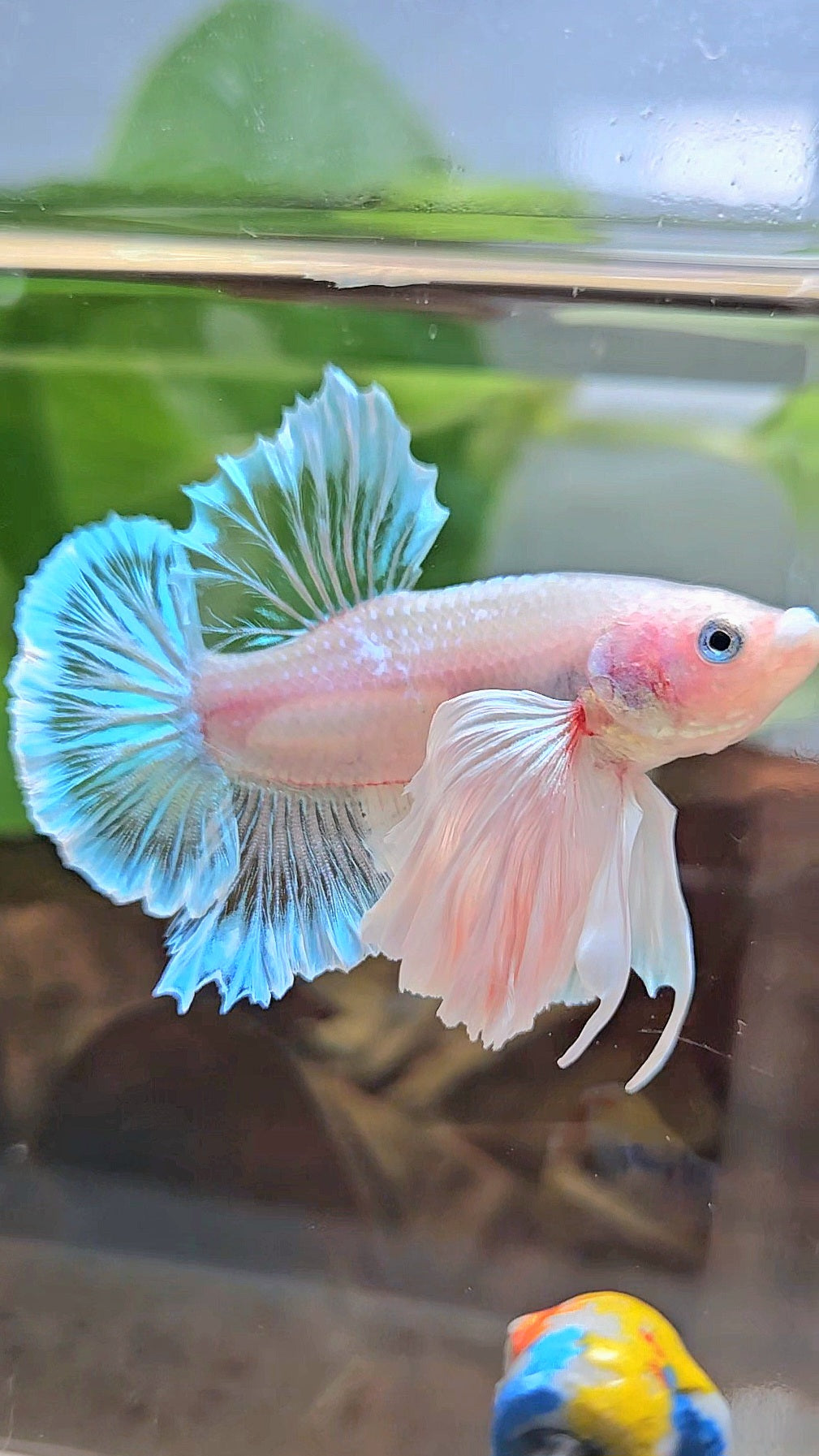 PLAKAT SUPER DUMBO EAR WHITE CELLOPHANE TRANSPARENT UNIQUE BETTA FISH