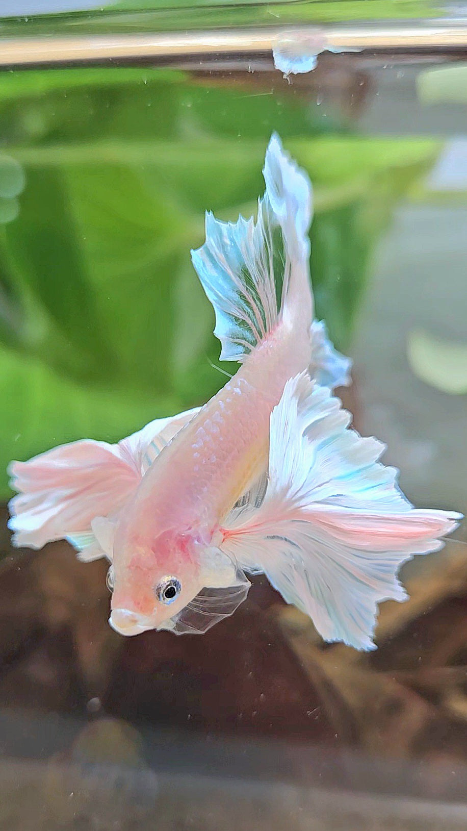 PLAKAT SUPER DUMBO EAR WHITE CELLOPHANE TRANSPARENT UNIQUE BETTA FISH