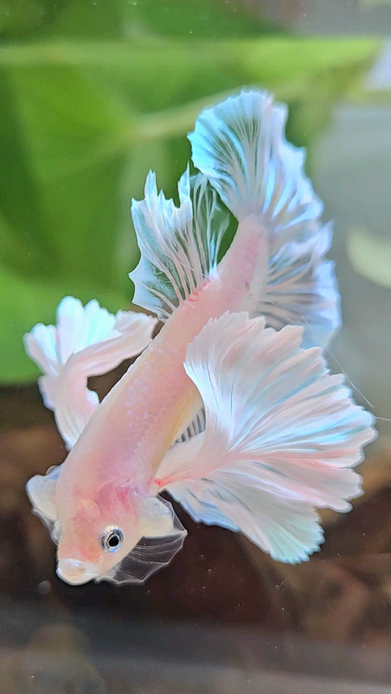 PLAKAT SUPER DUMBO EAR WHITE CELLOPHANE TRANSPARENT UNIQUE BETTA FISH