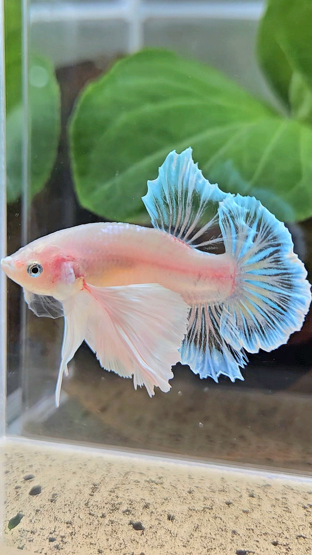 PLAKAT SUPER DUMBO EAR WHITE CELLOPHANE TRANSPARENT UNIQUE BETTA FISH