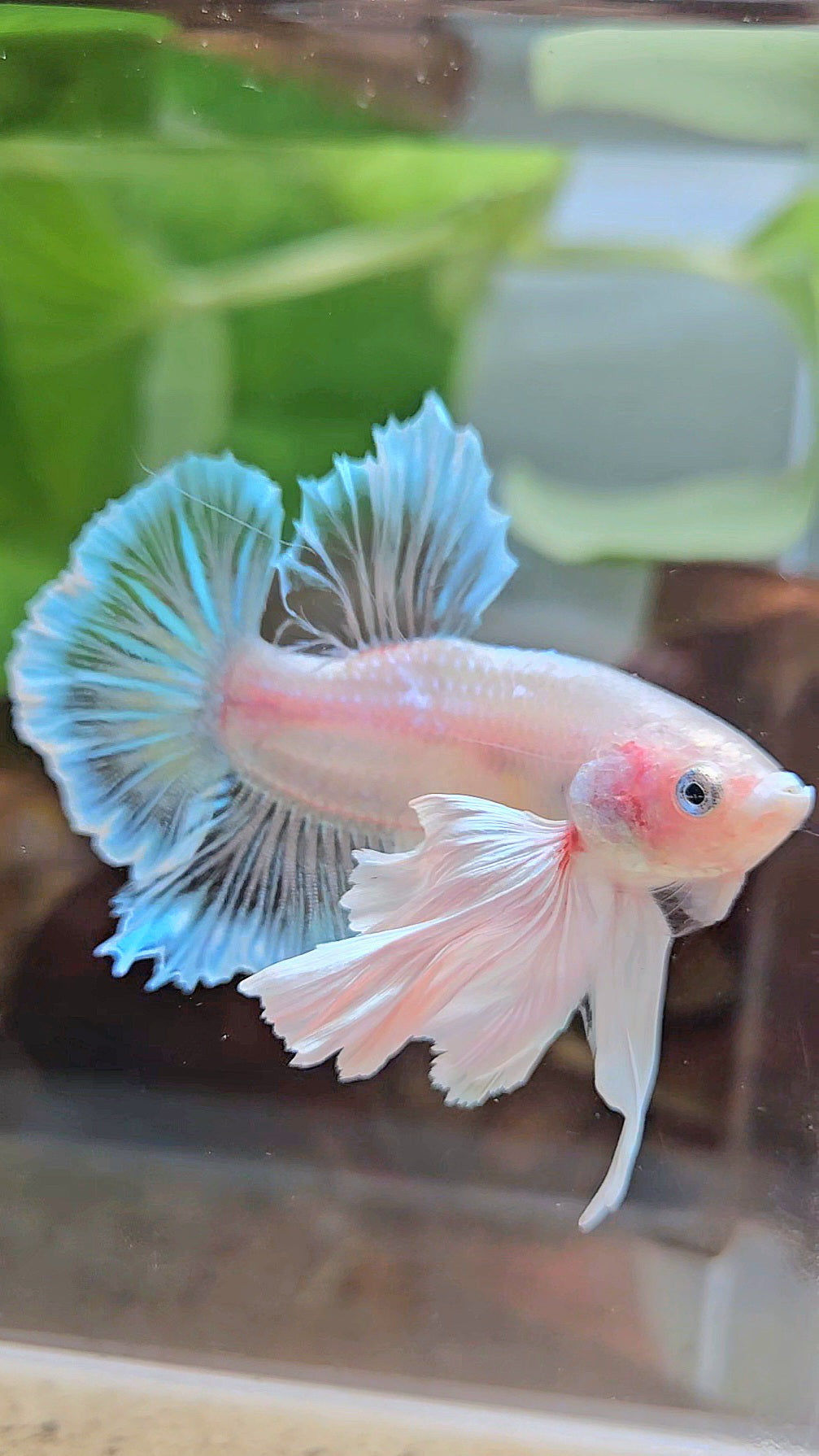 PLAKAT SUPER DUMBO EAR WHITE CELLOPHANE TRANSPARENT UNIQUE BETTA FISH