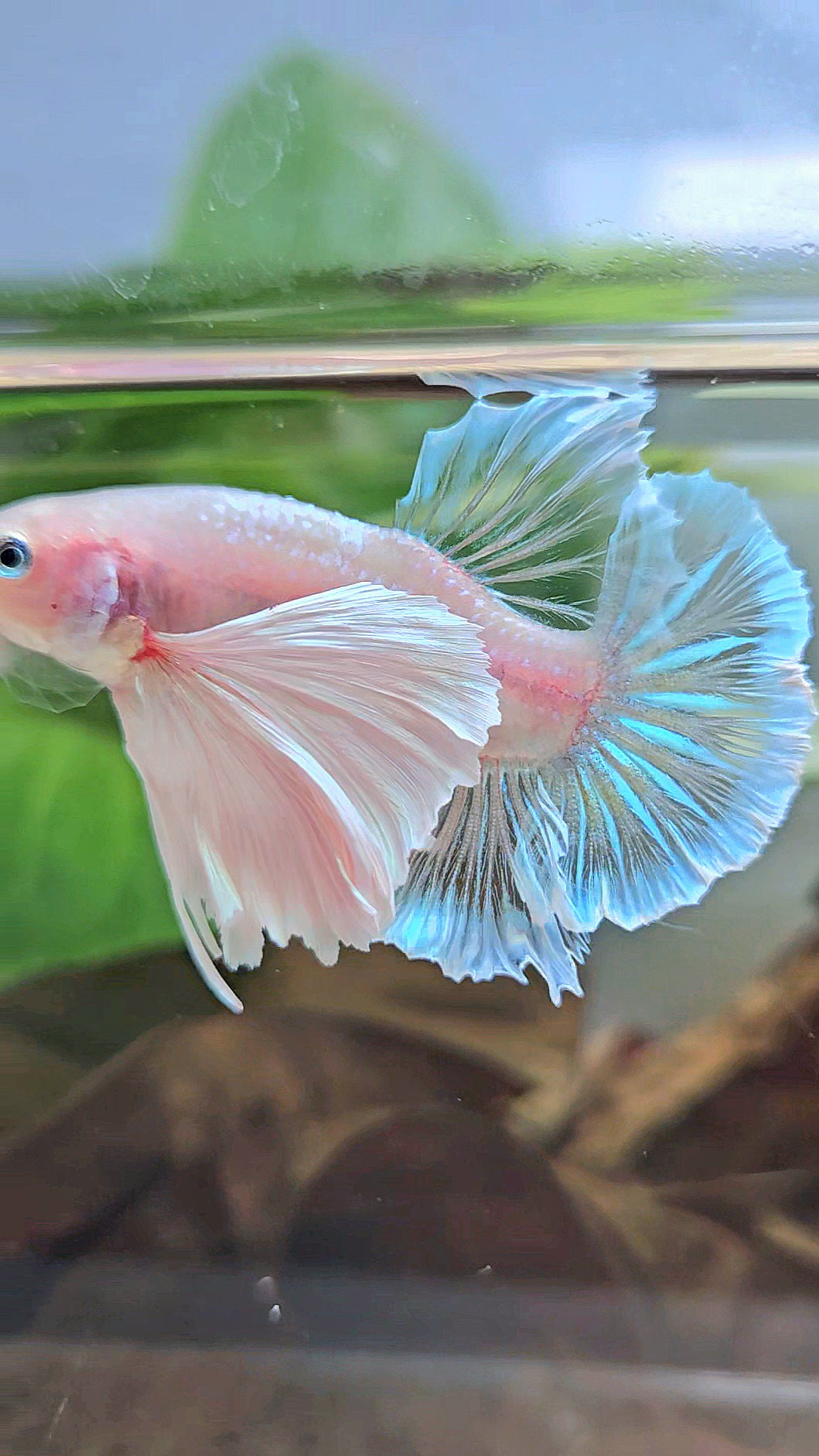 PLAKAT SUPER DUMBO EAR WHITE CELLOPHANE TRANSPARENT UNIQUE BETTA FISH