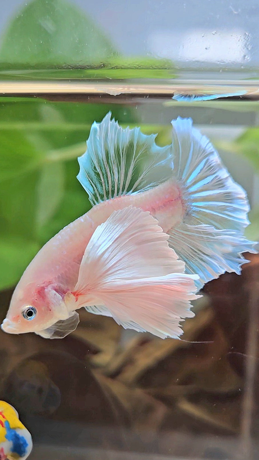 PLAKAT SUPER DUMBO EAR WHITE CELLOPHANE TRANSPARENT UNIQUE BETTA FISH