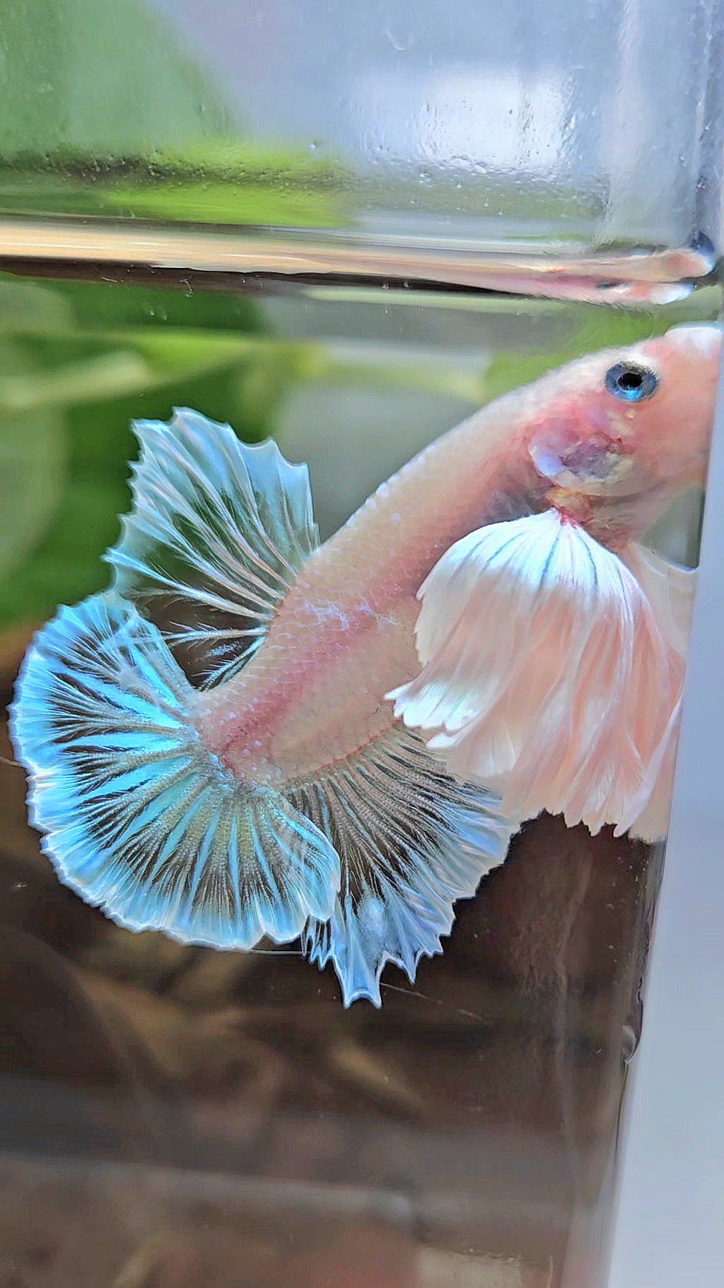 PLAKAT SUPER DUMBO EAR WHITE CELLOPHANE TRANSPARENT UNIQUE BETTA FISH