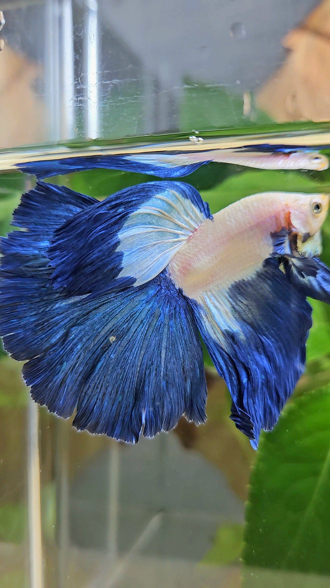 HALFMOON ROSETAIL BLUE RIM PATTERN BETTA FISH