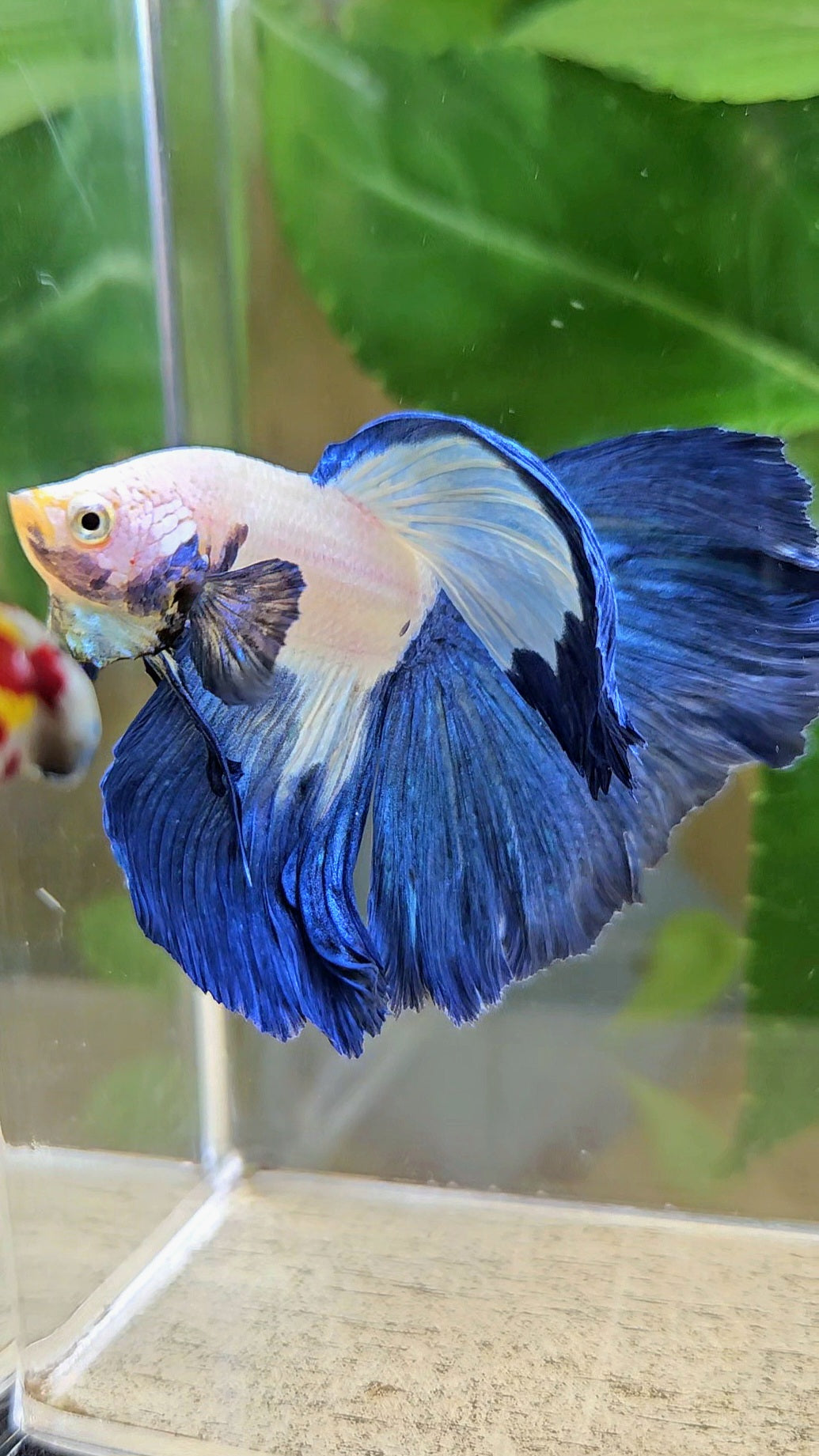HALFMOON ROSETAIL BLUE RIM PATTERN BETTA FISH