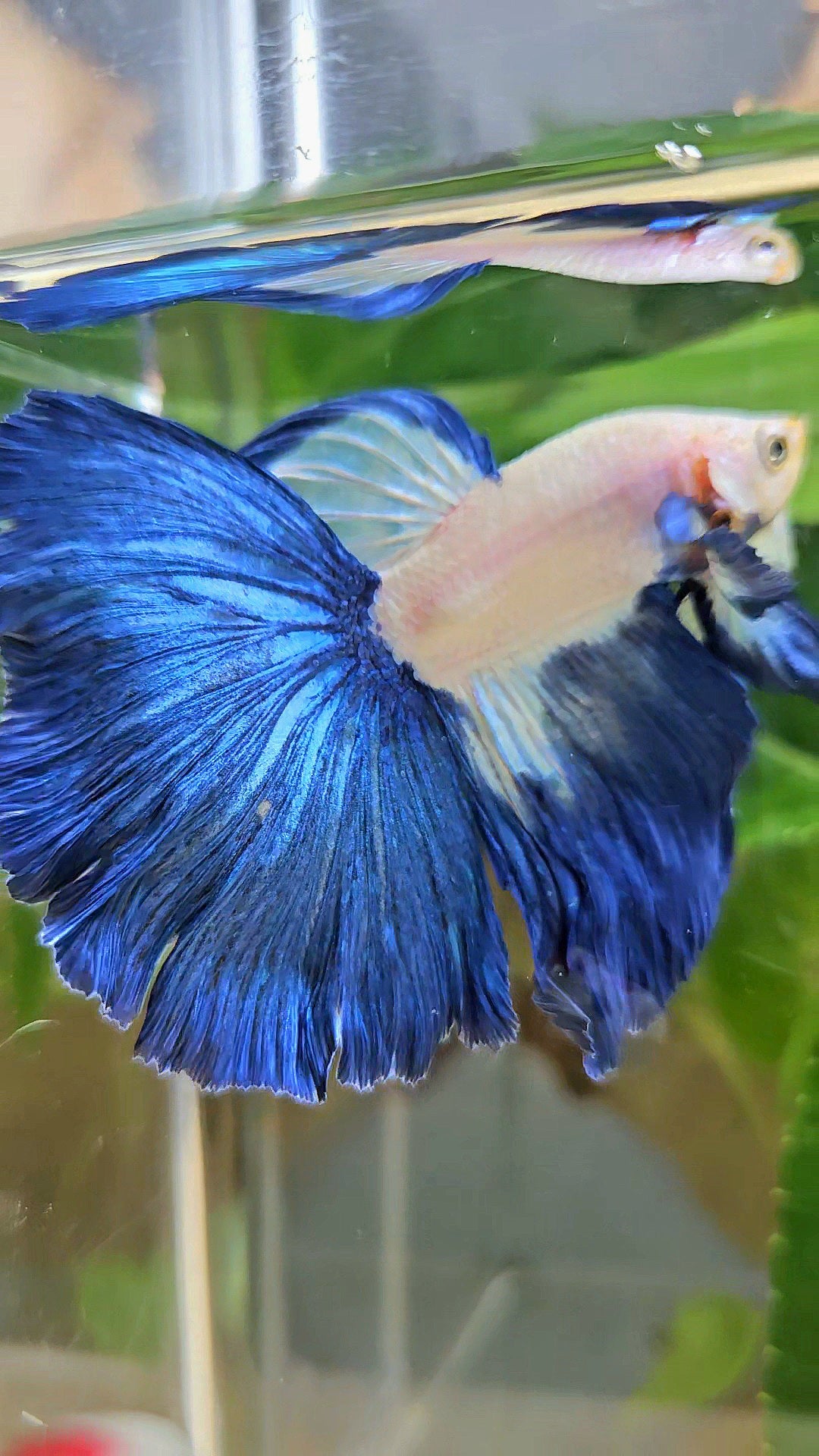 HALFMOON ROSETAIL BLUE RIM PATTERN BETTA FISH