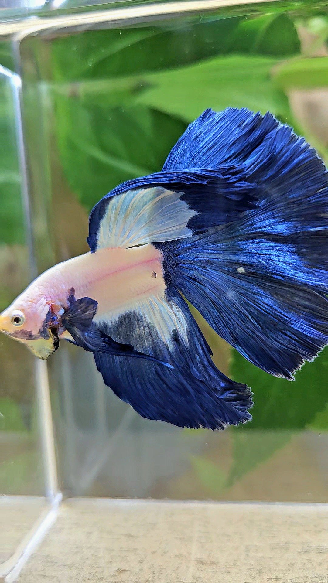 HALFMOON ROSETAIL BLUE RIM PATTERN BETTA FISH