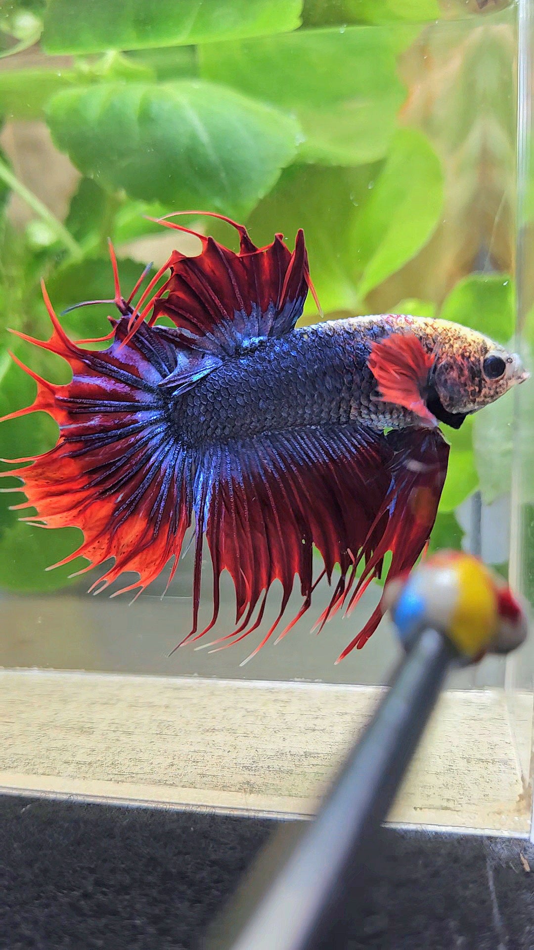 KING CROWNTAIL PLAKAT RED MASCOT BETTA FISH