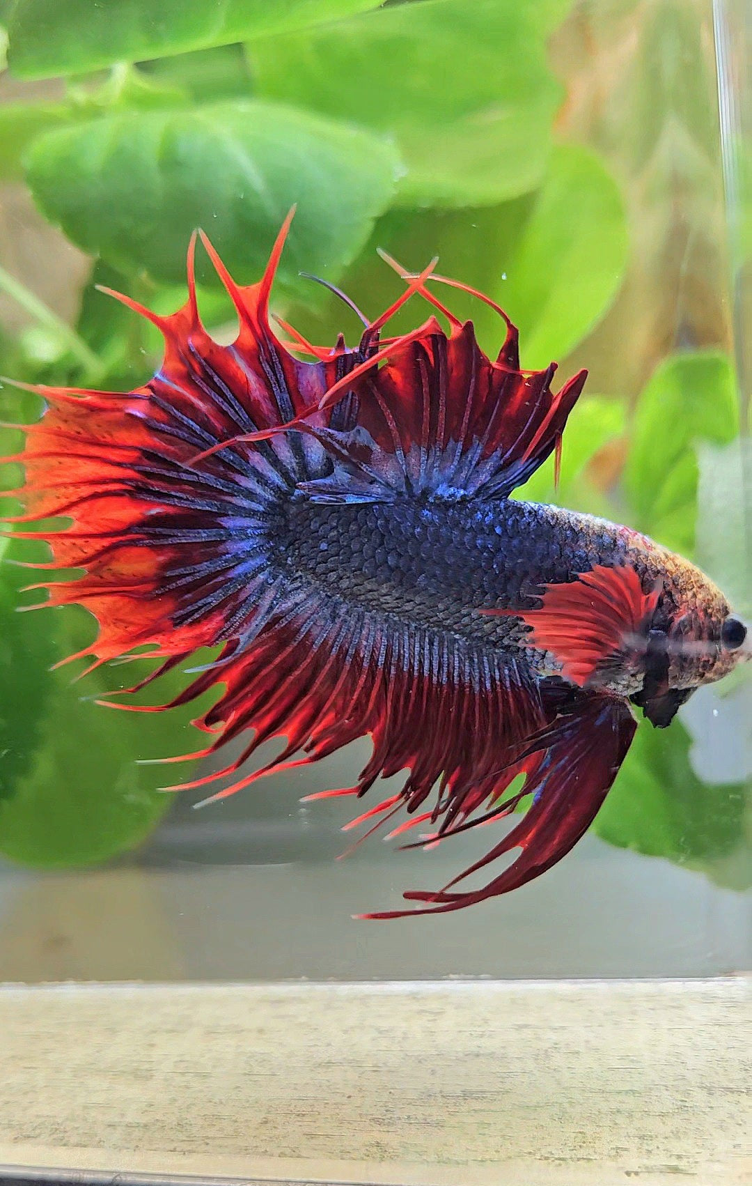 KING CROWNTAIL PLAKAT RED MASCOT BETTA FISH