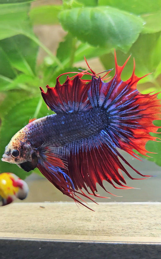 KING CROWNTAIL PLAKAT RED MASCOT BETTA FISH