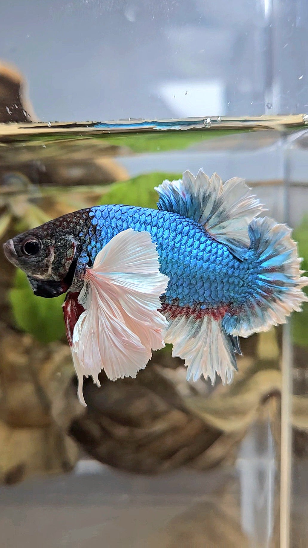 LUXURY KING PLAKAT ROSE EAR BLUE GREEN BUTTERFLY BETTA FISH