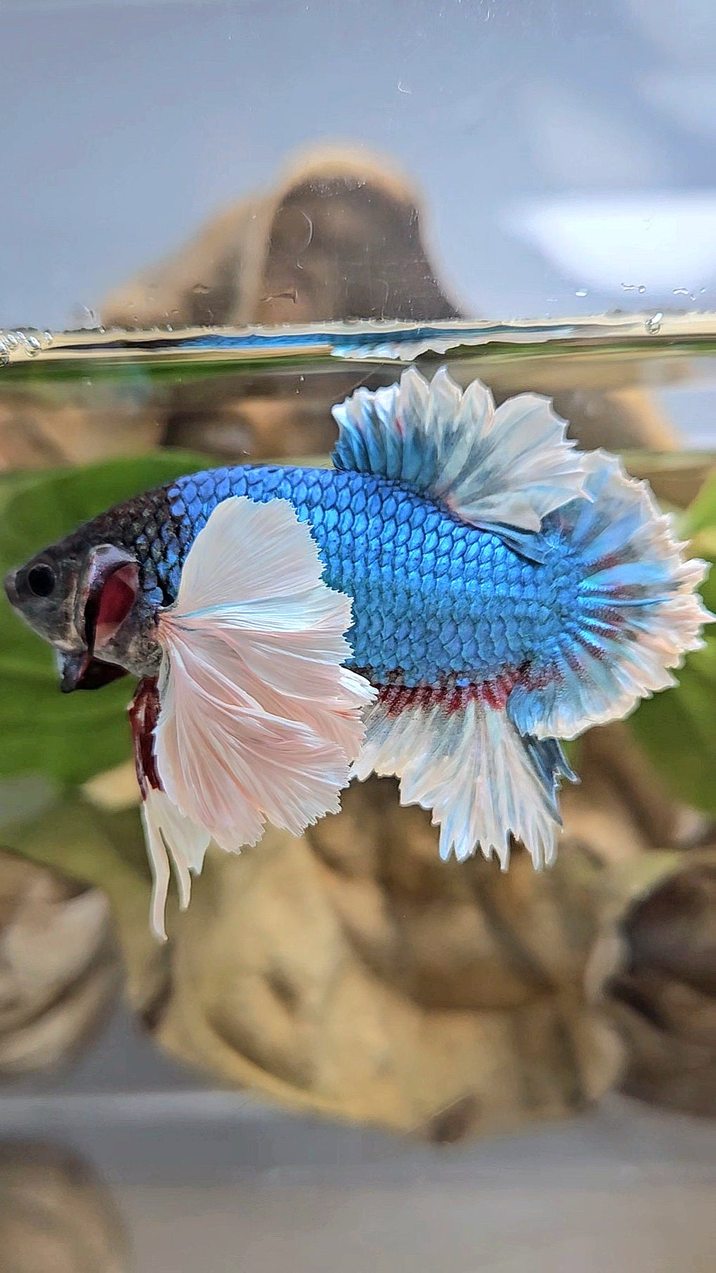 LUXURY KING PLAKAT ROSE EAR BLUE GREEN BUTTERFLY BETTA FISH