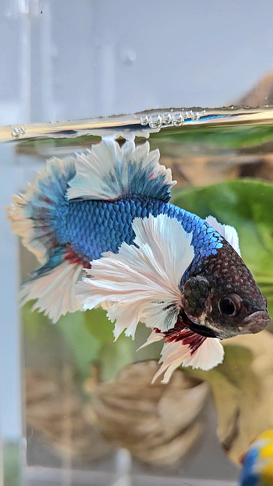 LUXURY KING PLAKAT ROSE EAR BLUE GREEN BUTTERFLY BETTA FISH