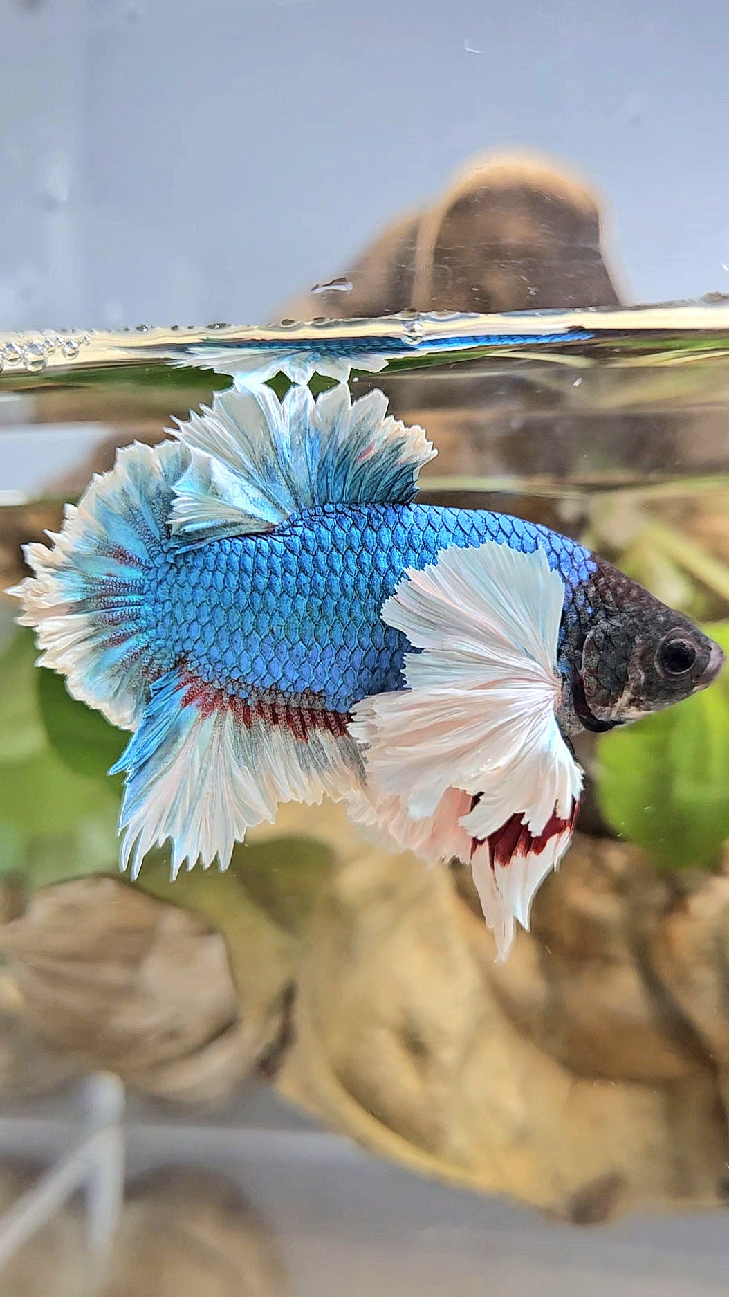 LUXURY KING PLAKAT ROSE EAR BLUE GREEN BUTTERFLY BETTA FISH