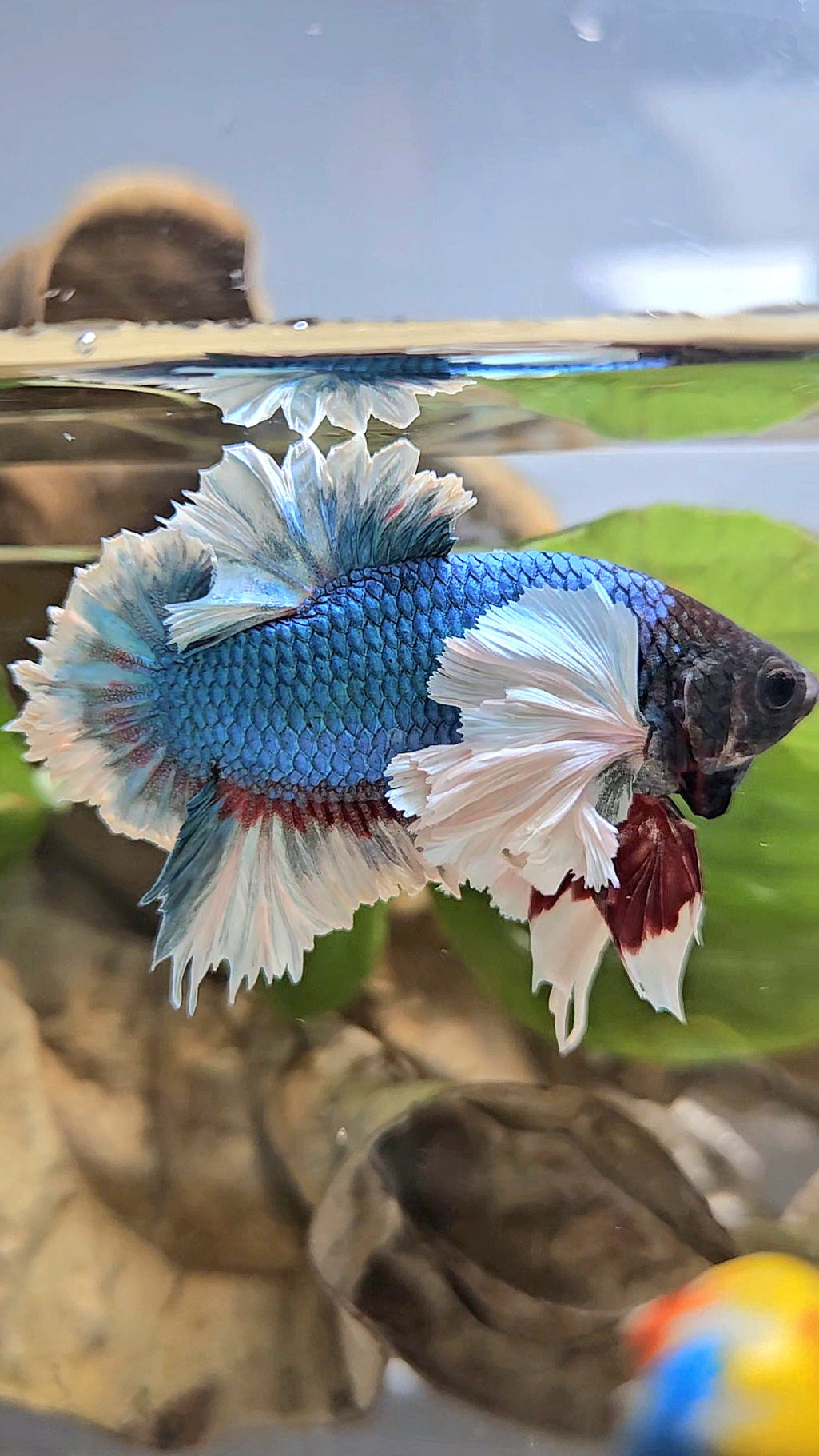 LUXURY KING PLAKAT ROSE EAR BLUE GREEN BUTTERFLY BETTA FISH