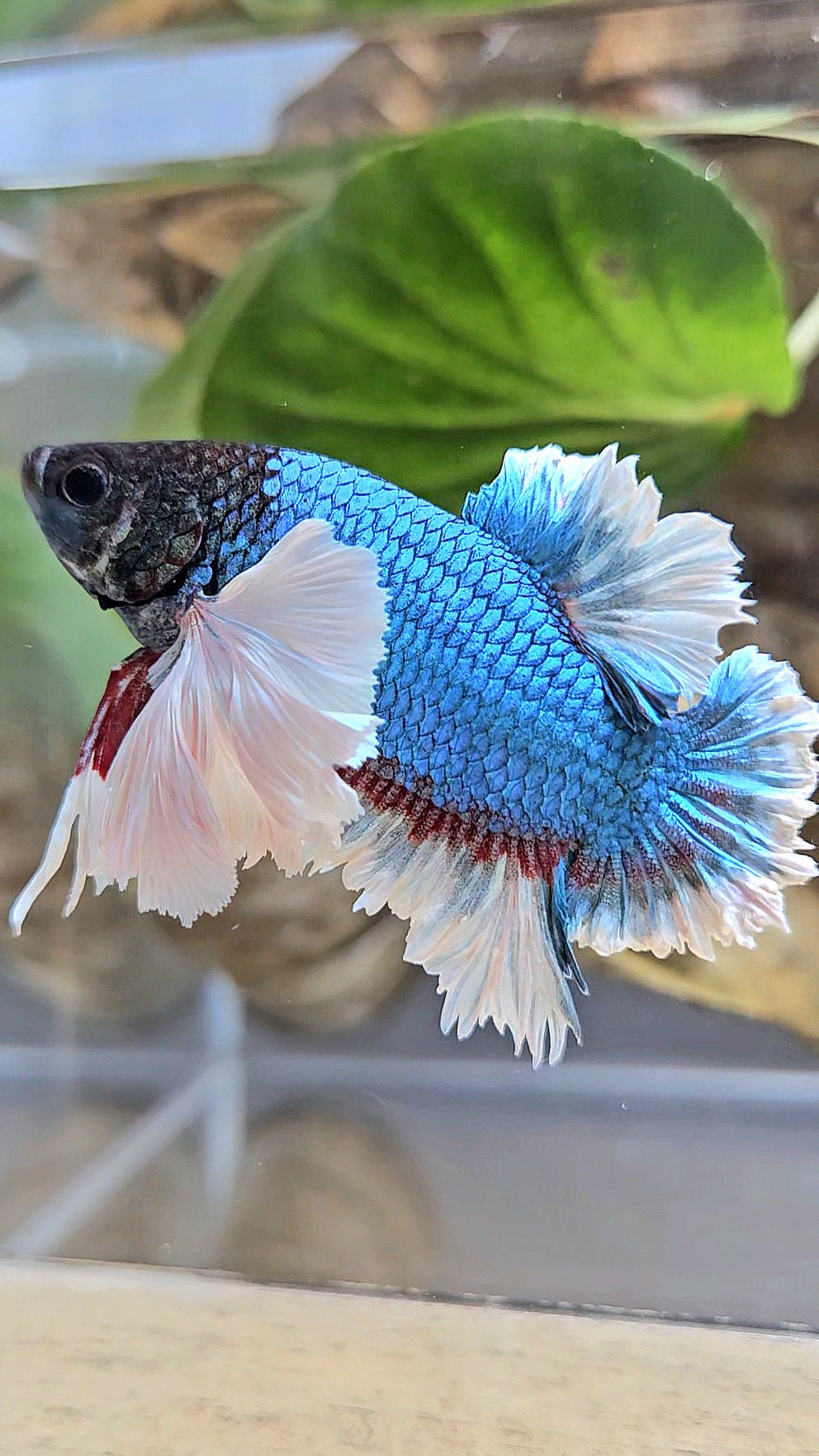 LUXURY KING PLAKAT ROSE EAR BLUE GREEN BUTTERFLY BETTA FISH