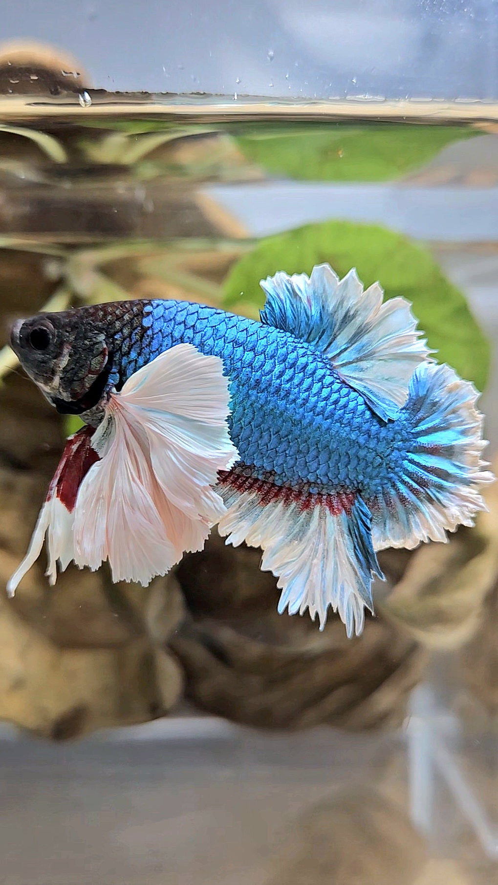 LUXURY KING PLAKAT ROSE EAR BLUE GREEN BUTTERFLY BETTA FISH