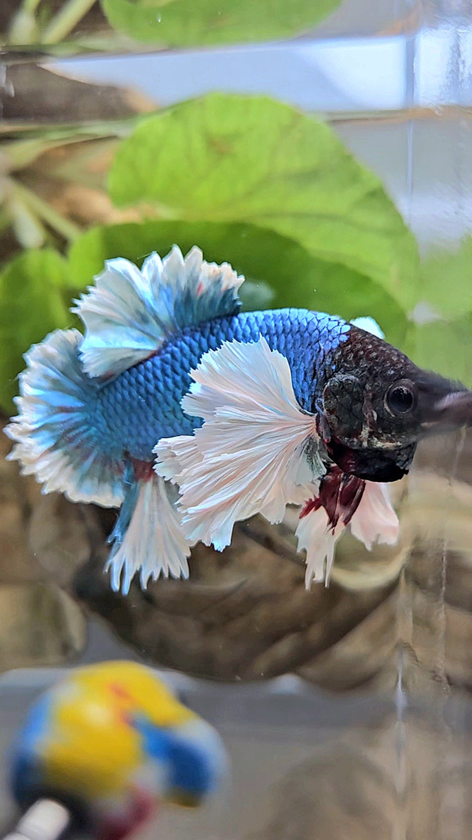 LUXURY KING PLAKAT ROSE EAR BLUE GREEN BUTTERFLY BETTA FISH