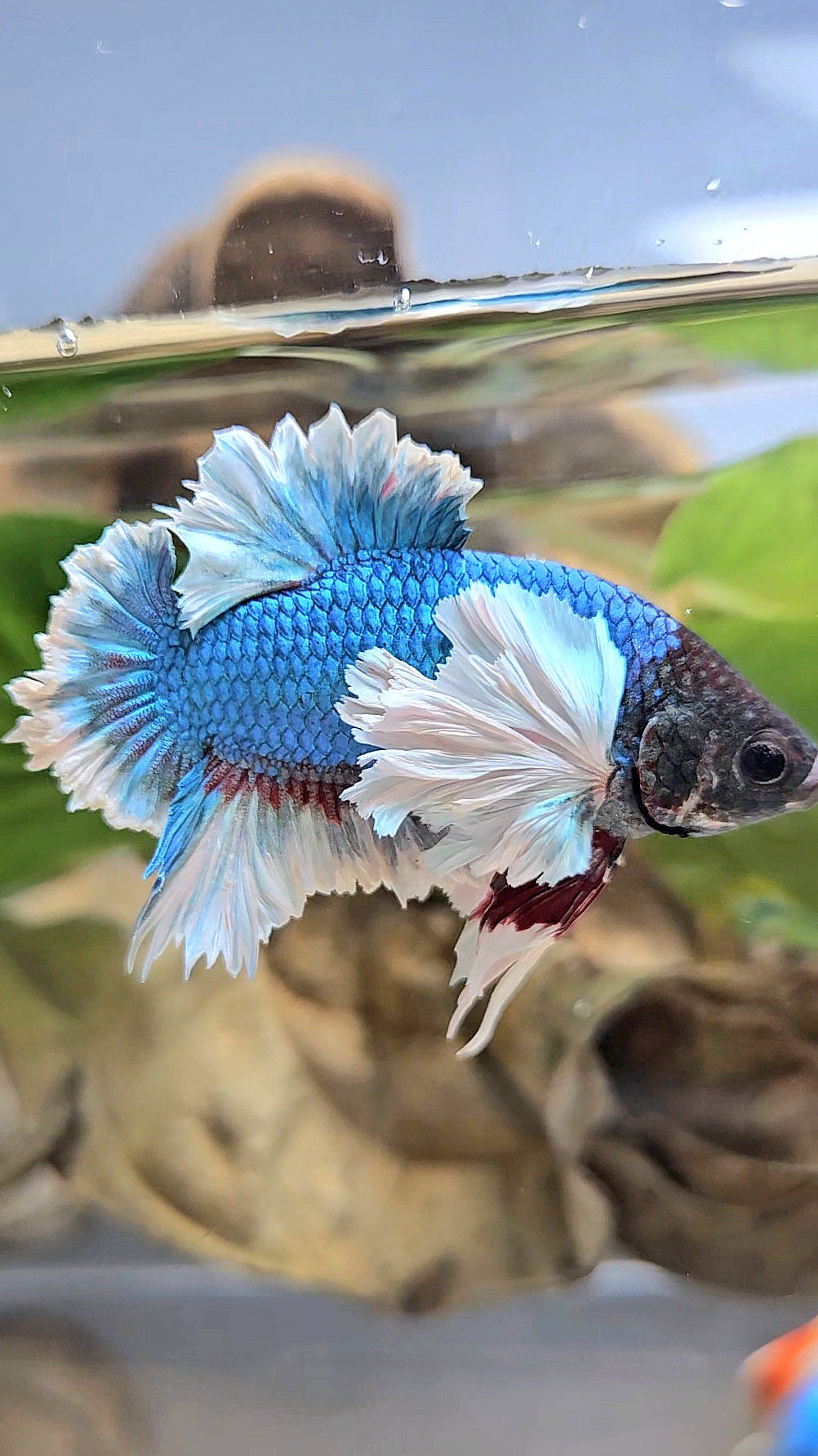 LUXURY KING PLAKAT ROSE EAR BLUE GREEN BUTTERFLY BETTA FISH
