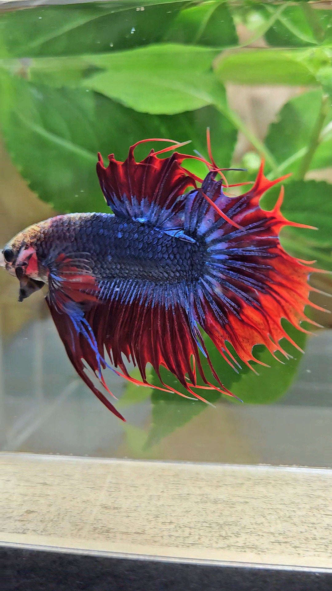 KING CROWNTAIL PLAKAT RED MASCOT BETTA FISH