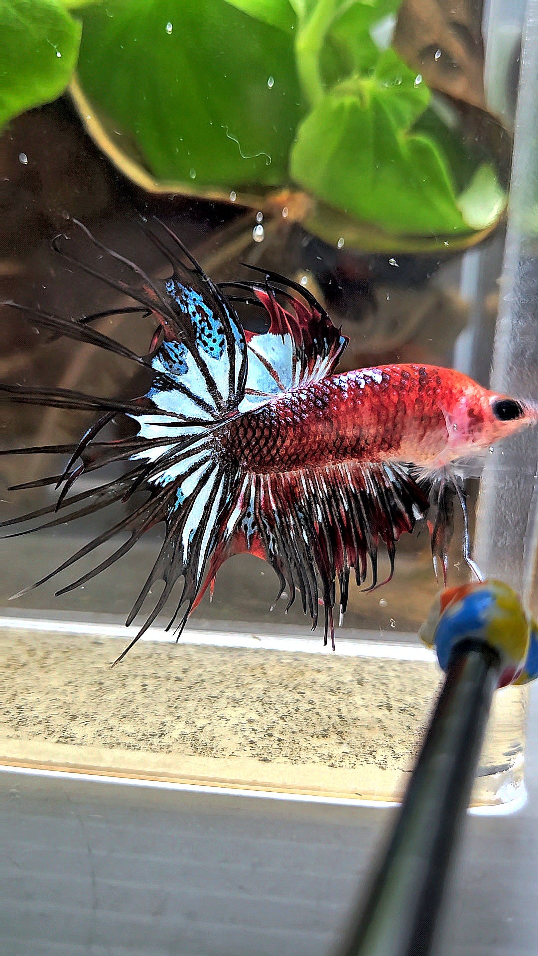 CROWNTAIL BLACK KOI FANCY BETTA FISH
