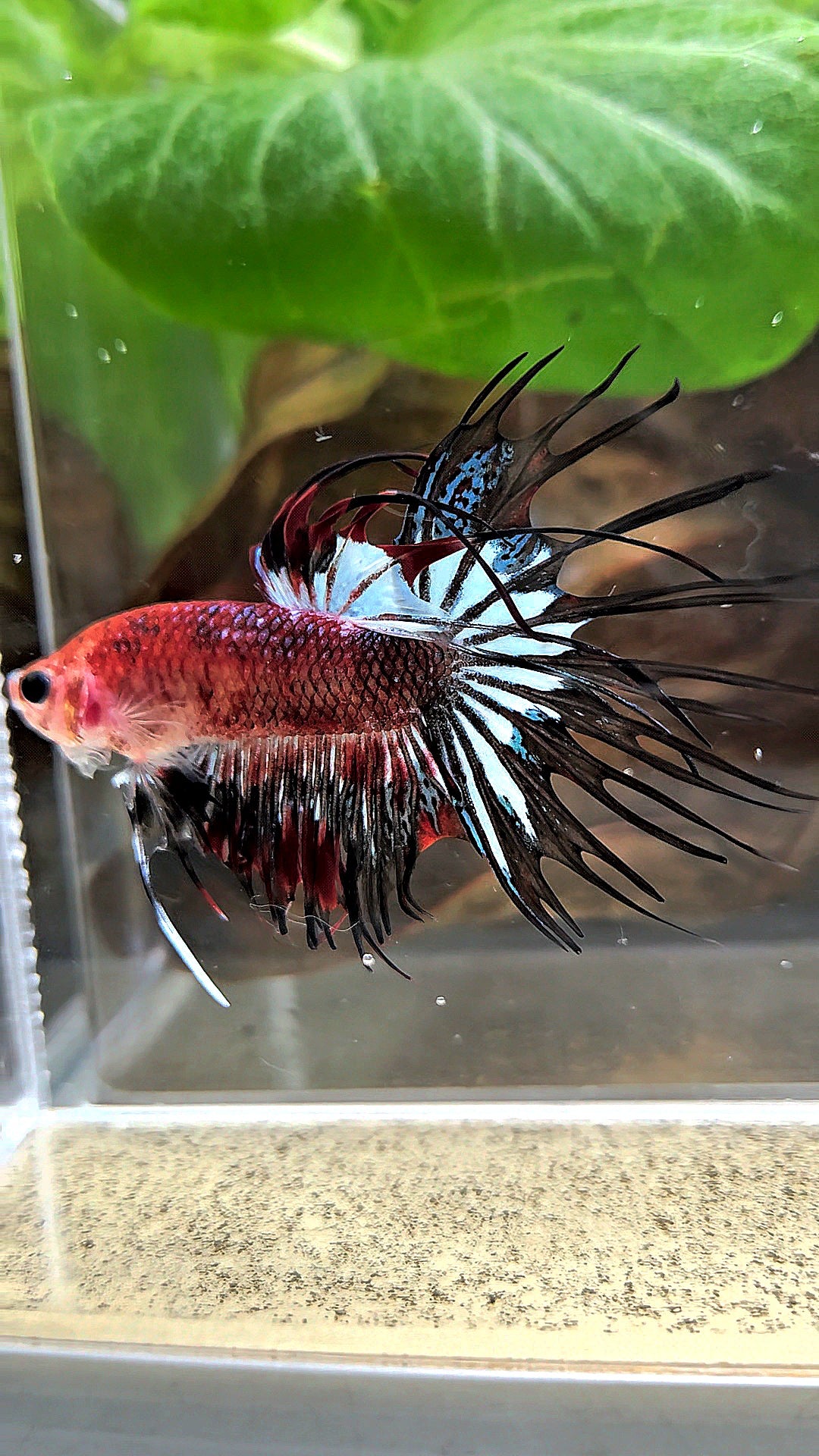 CROWNTAIL BLACK KOI FANCY BETTA FISH