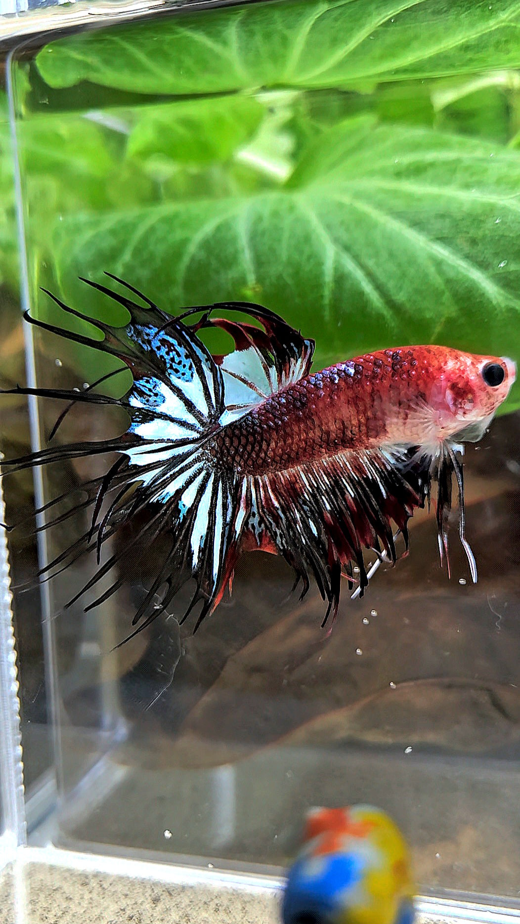 CROWNTAIL BLACK KOI FANCY BETTA FISH