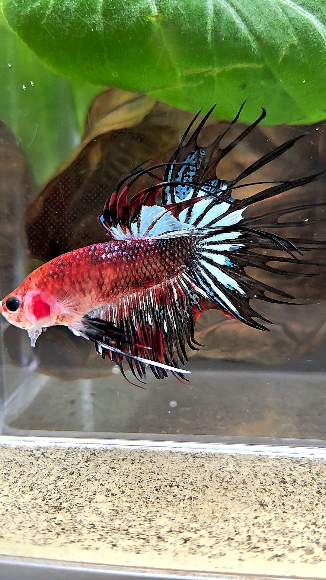 CROWNTAIL BLACK KOI FANCY BETTA FISH