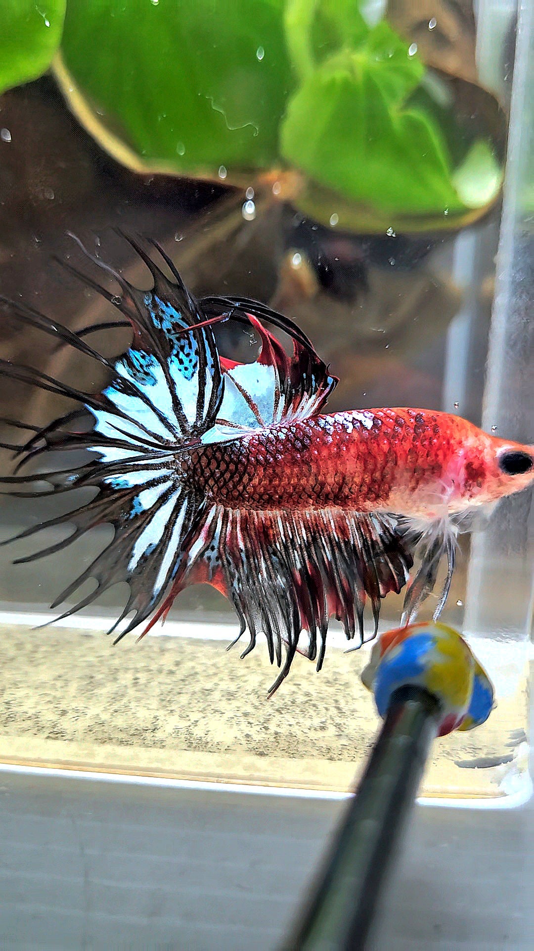 CROWNTAIL BLACK KOI FANCY BETTA FISH