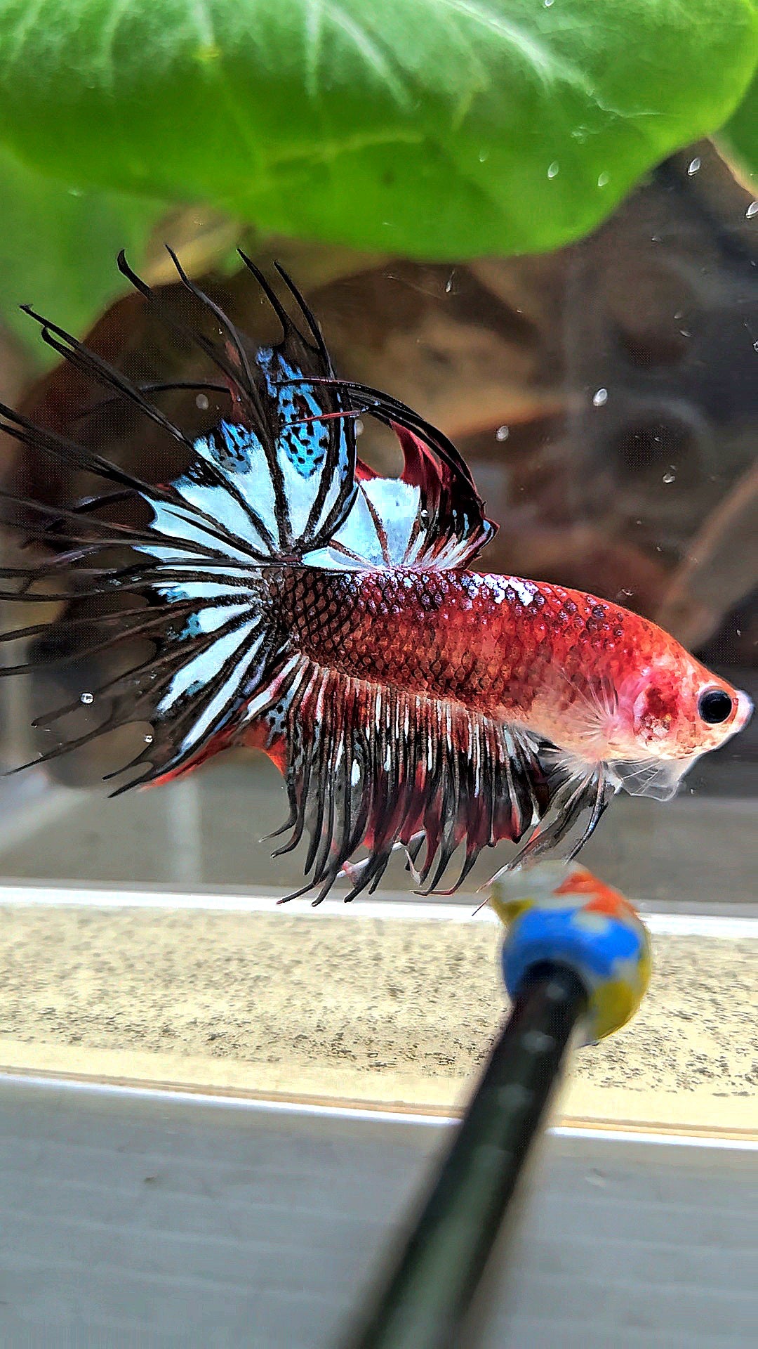 CROWNTAIL BLACK KOI FANCY BETTA FISH