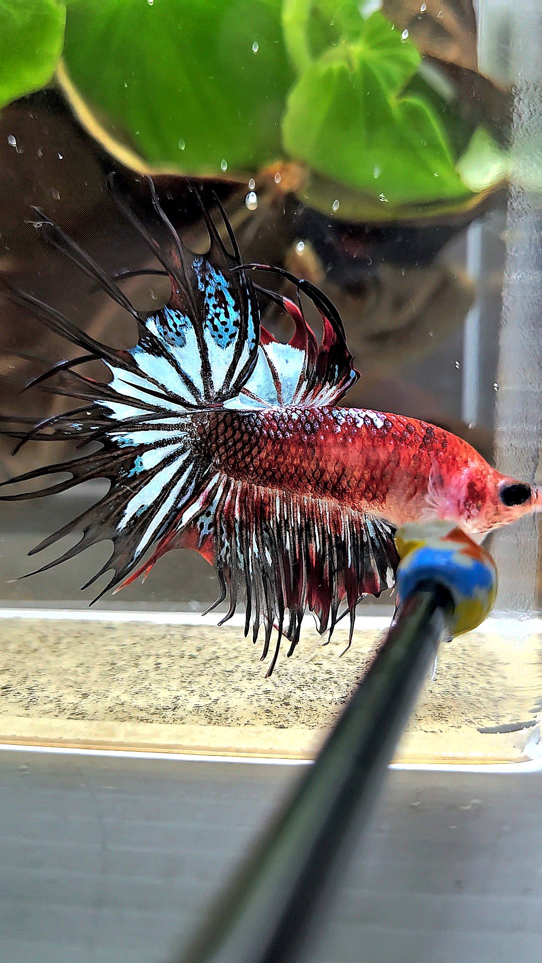 CROWNTAIL BLACK KOI FANCY BETTA FISH