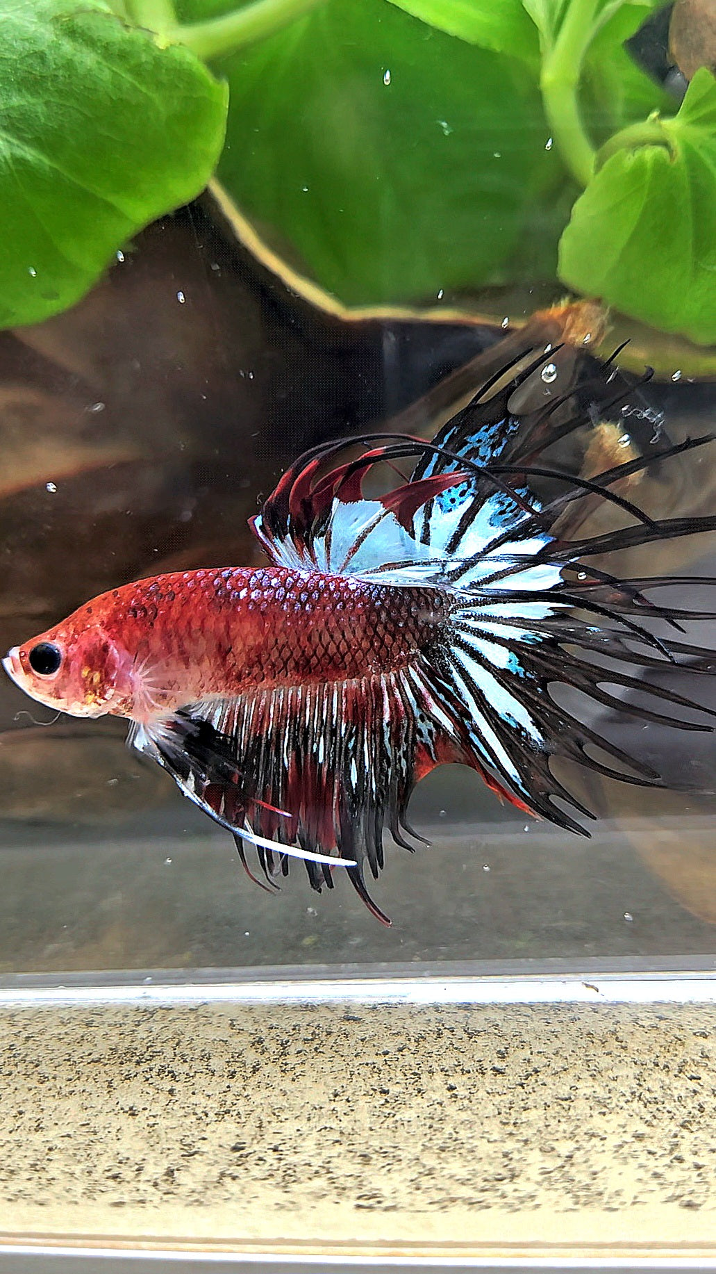 CROWNTAIL BLACK KOI FANCY BETTA FISH