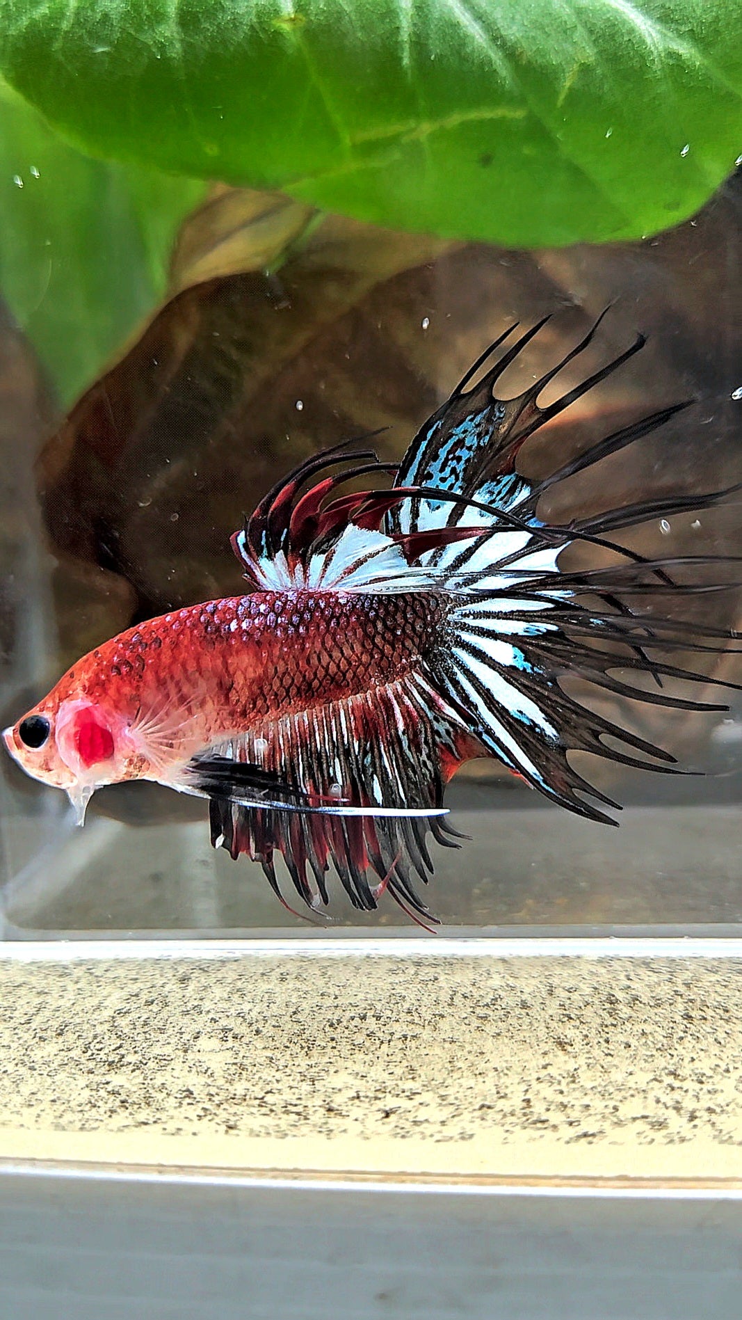 CROWNTAIL BLACK KOI FANCY BETTA FISH