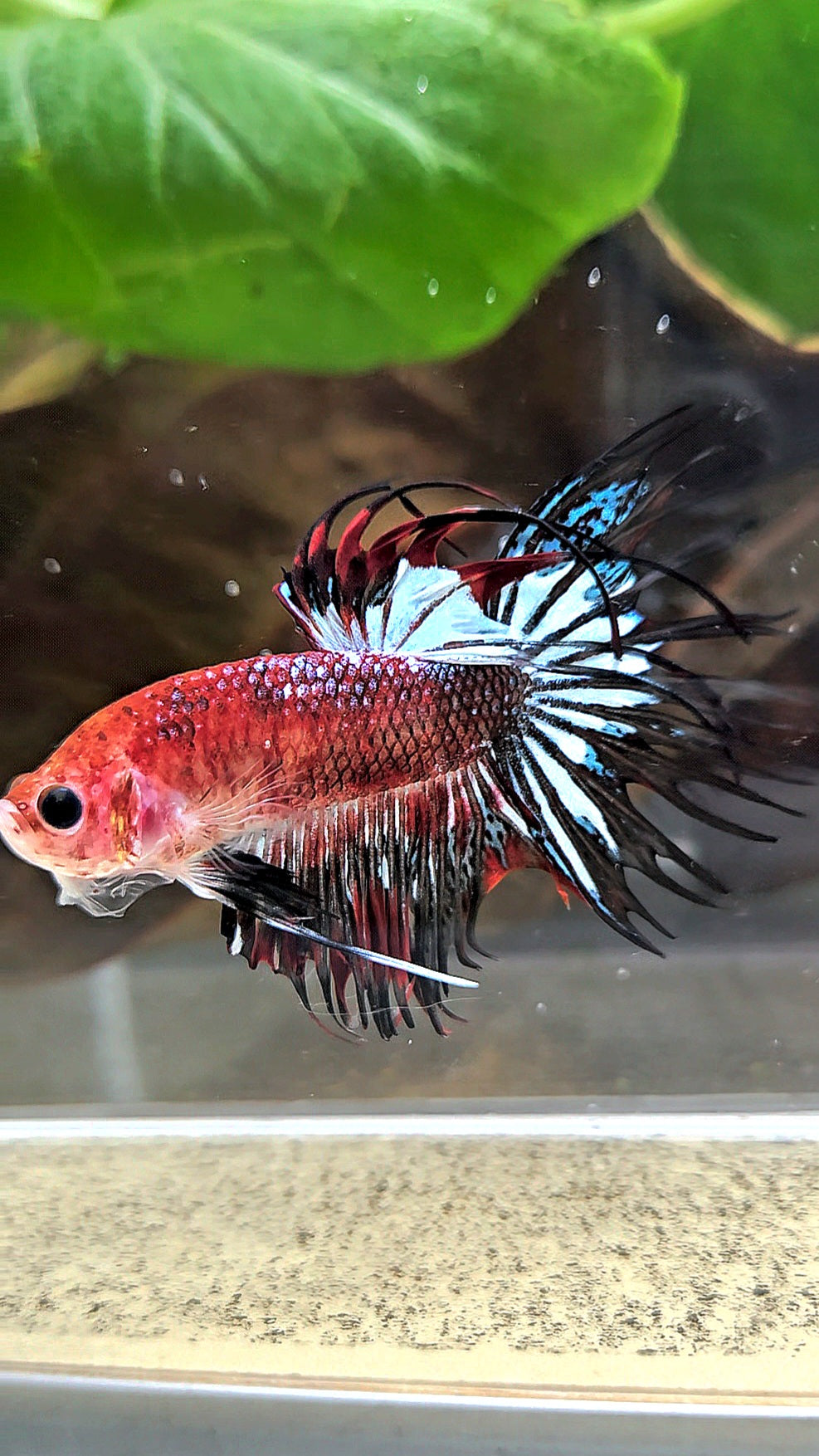 CROWNTAIL BLACK KOI FANCY BETTA FISH