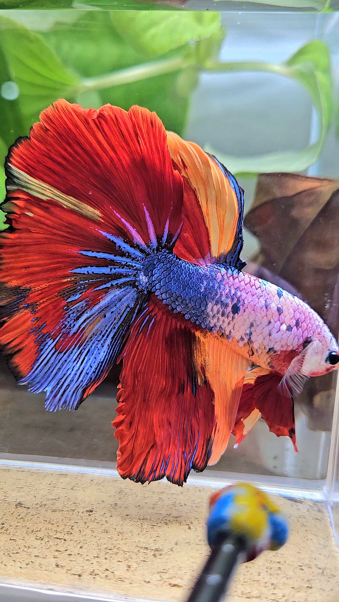 XL HALFMOON ROSETAIL FANCY FIRE MULTICOLOR BETTA FISH