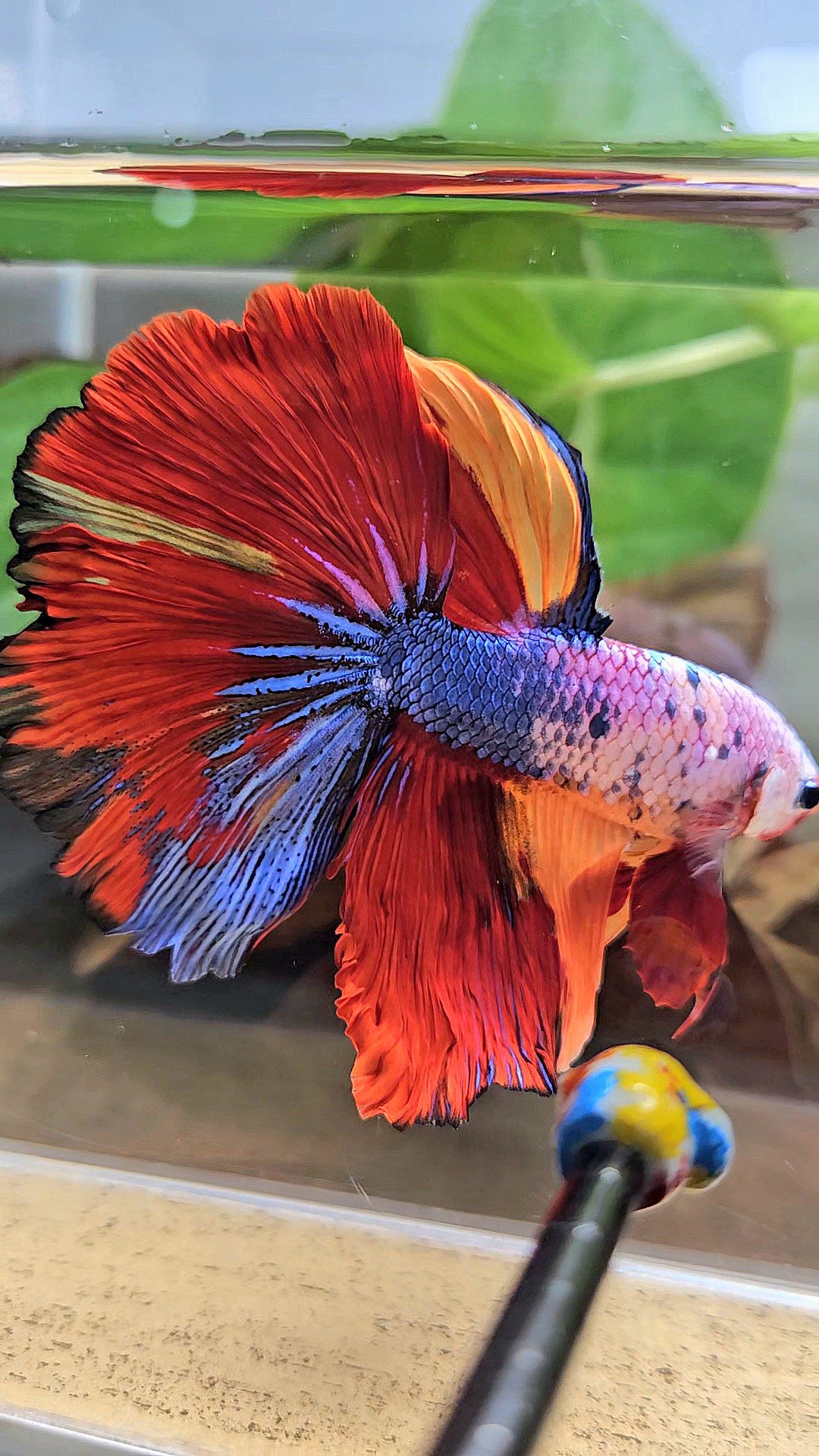 XL HALFMOON ROSETAIL FANCY FIRE MULTICOLOR BETTA FISH
