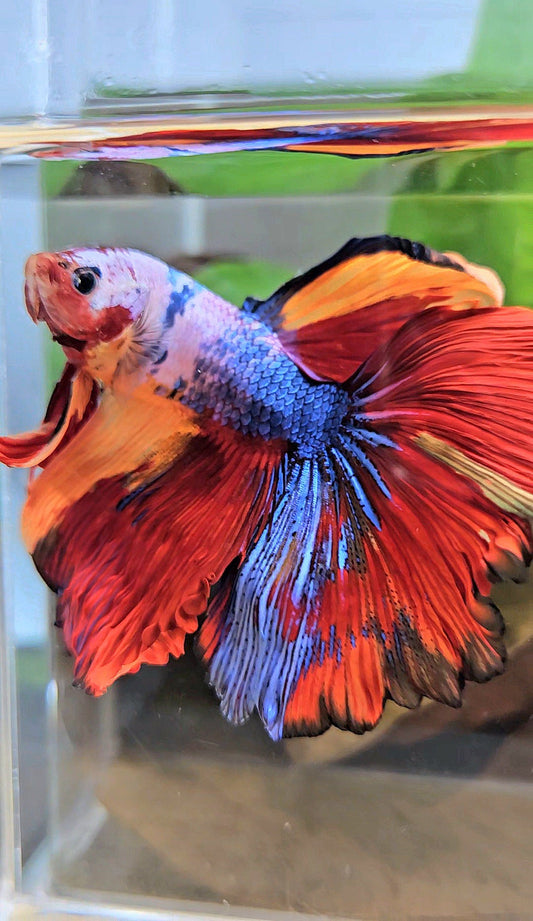 XL HALFMOON ROSETAIL FANCY FIRE MULTICOLOR BETTA FISH