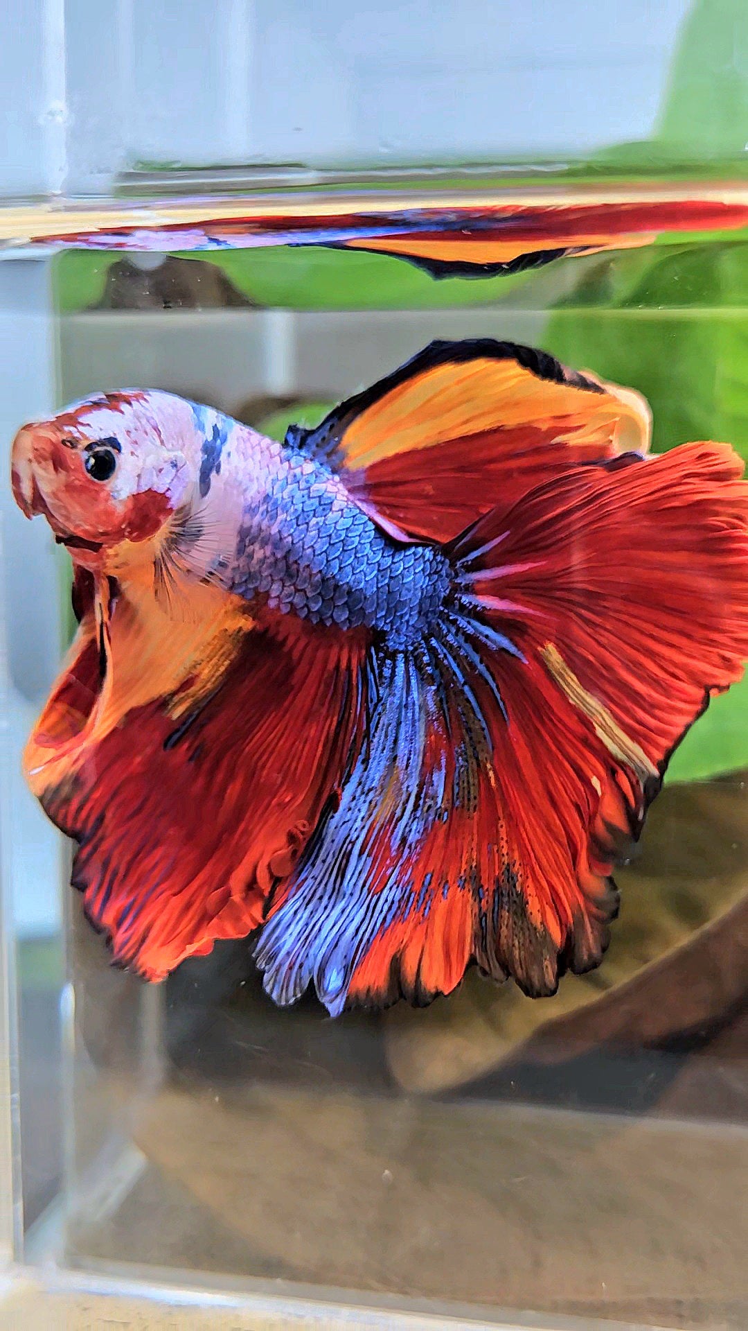 XL HALFMOON ROSETAIL FANCY FIRE MULTICOLOR BETTA FISH