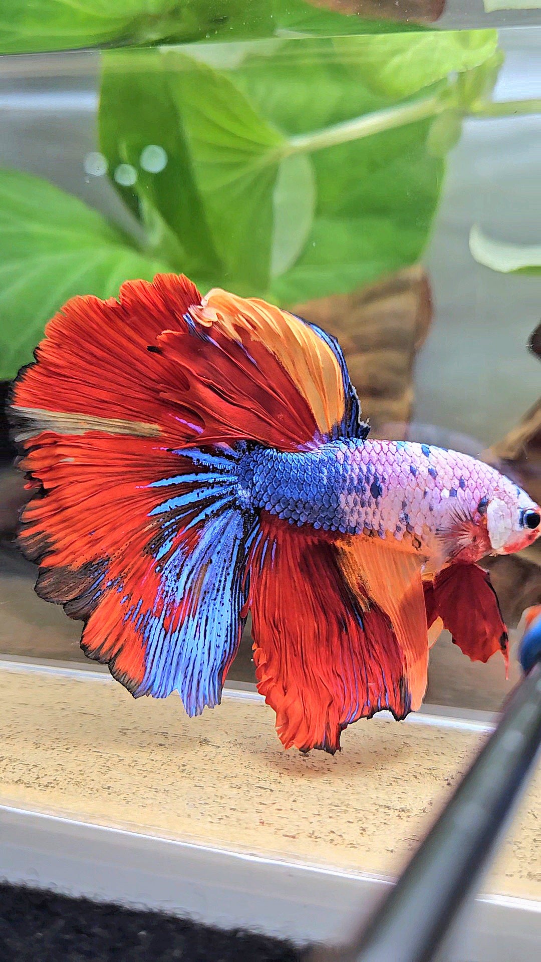 XL HALFMOON ROSETAIL FANCY FIRE MULTICOLOR BETTA FISH