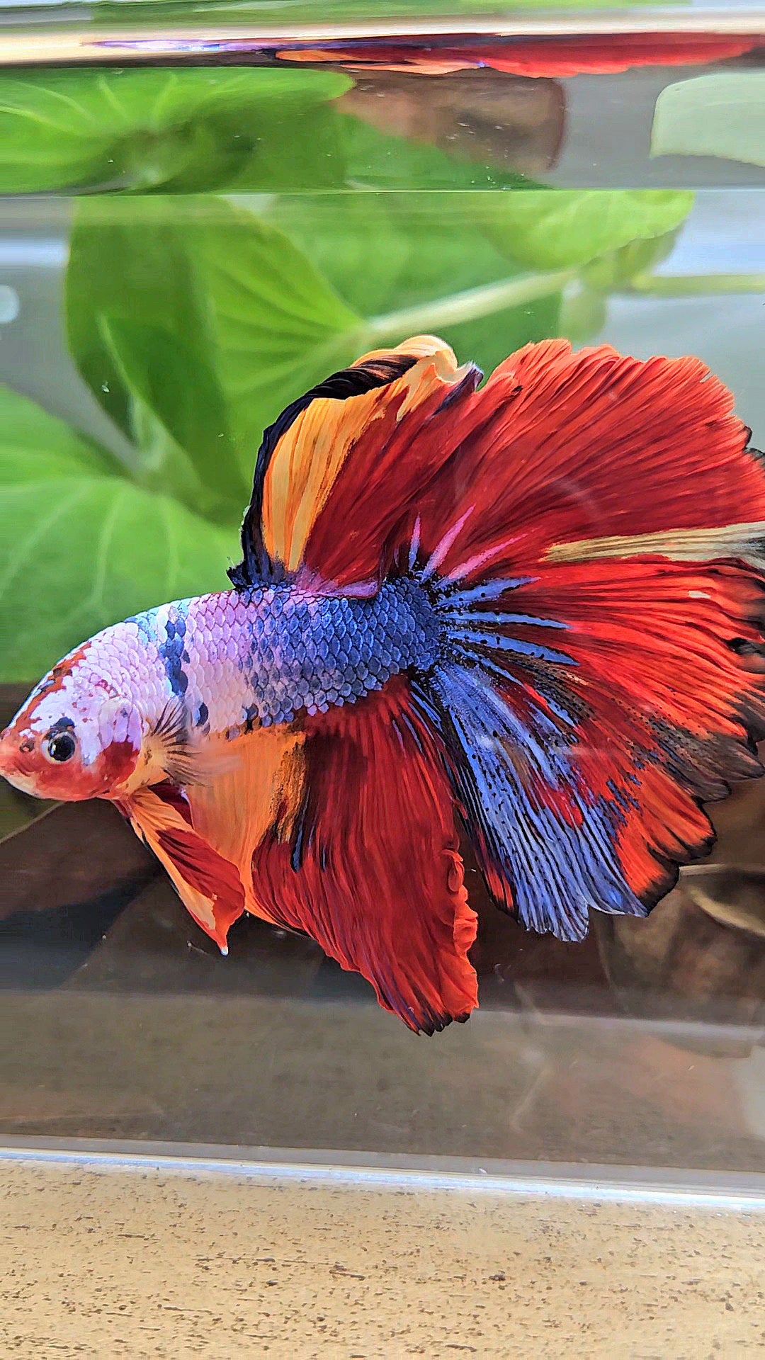 XL HALFMOON ROSETAIL FANCY FIRE MULTICOLOR BETTA FISH