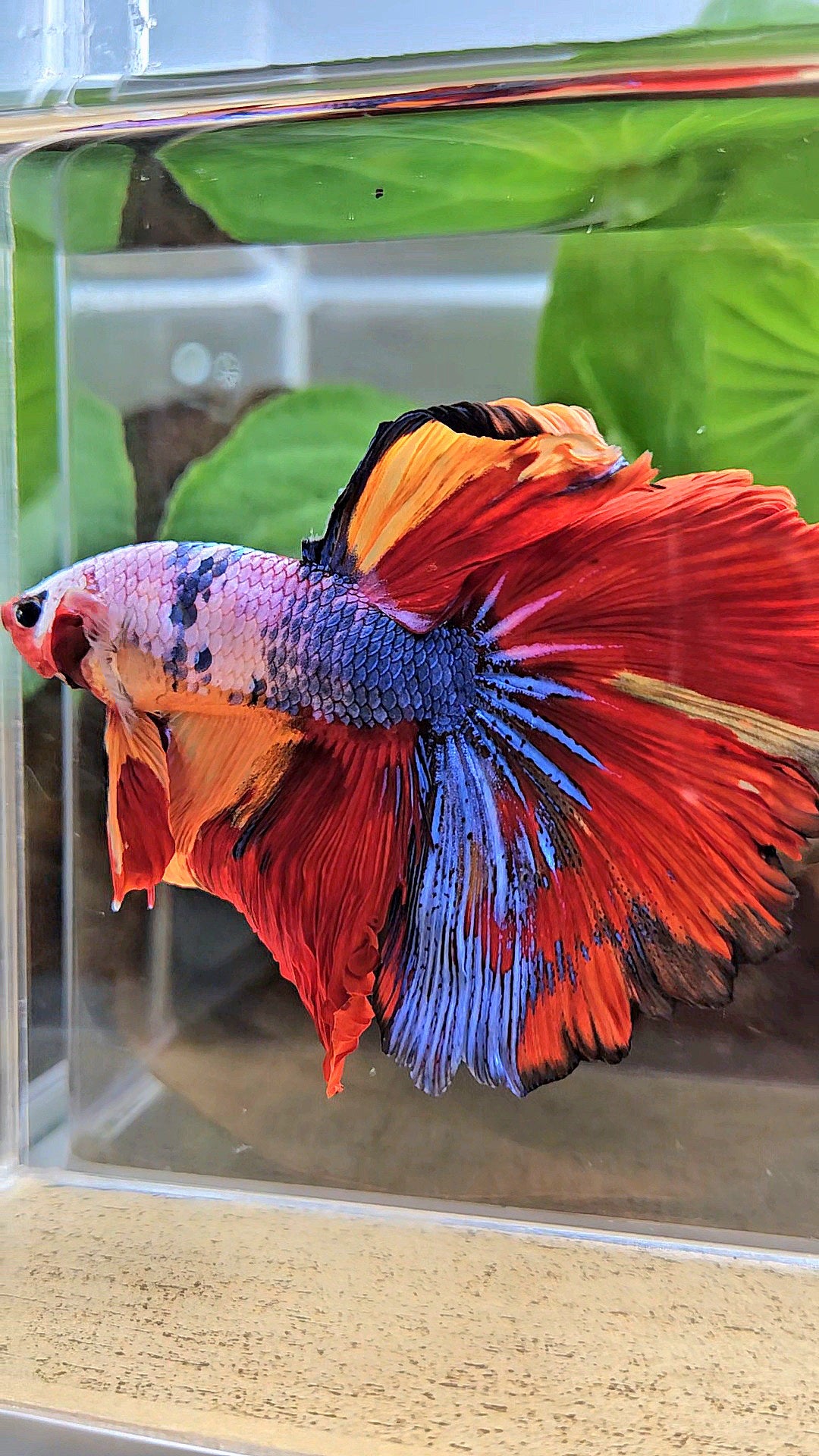 XL HALFMOON ROSETAIL FANCY FIRE MULTICOLOR BETTA FISH
